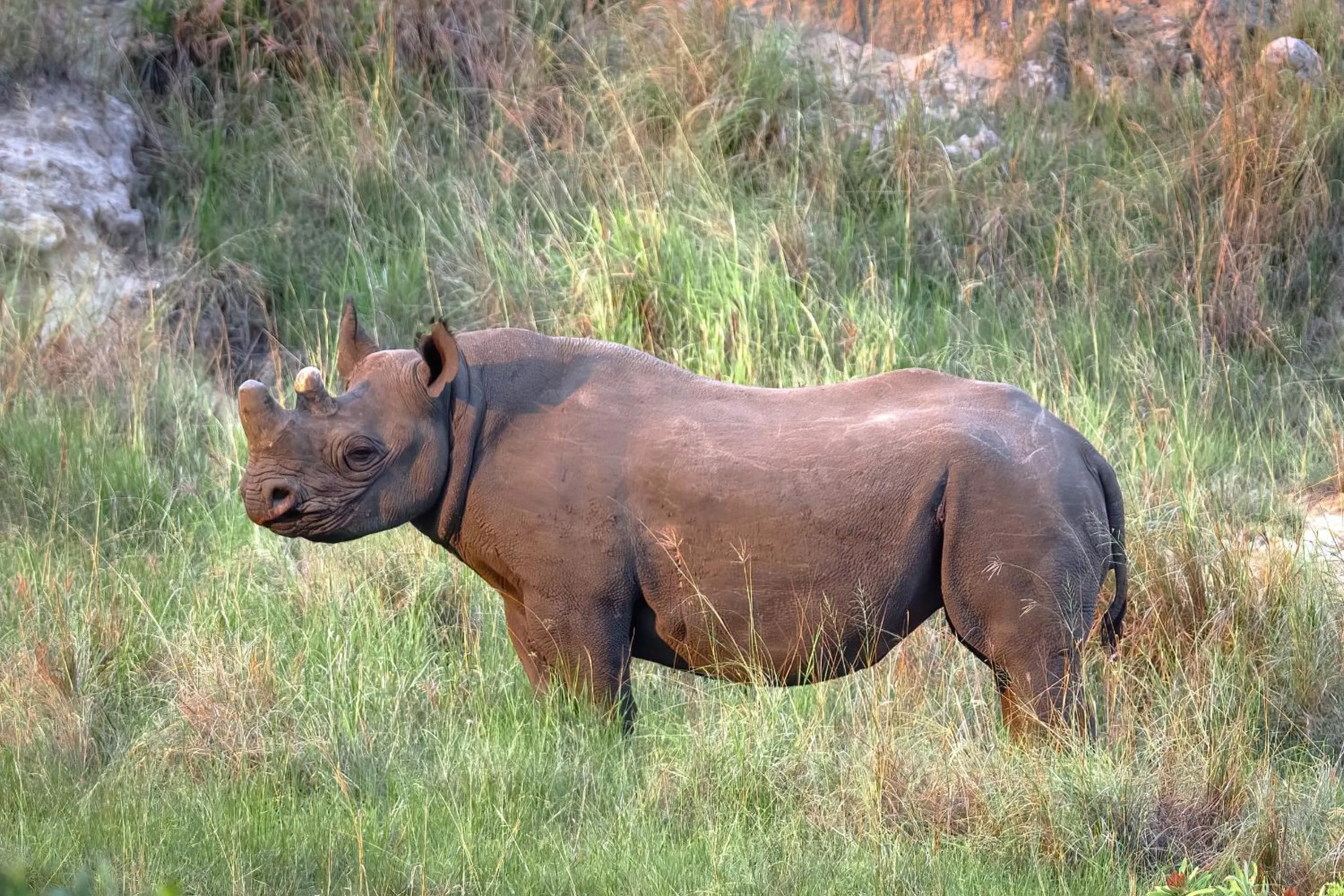 Animals in Zulu Rock Lodge - Babanango Game Reserve
