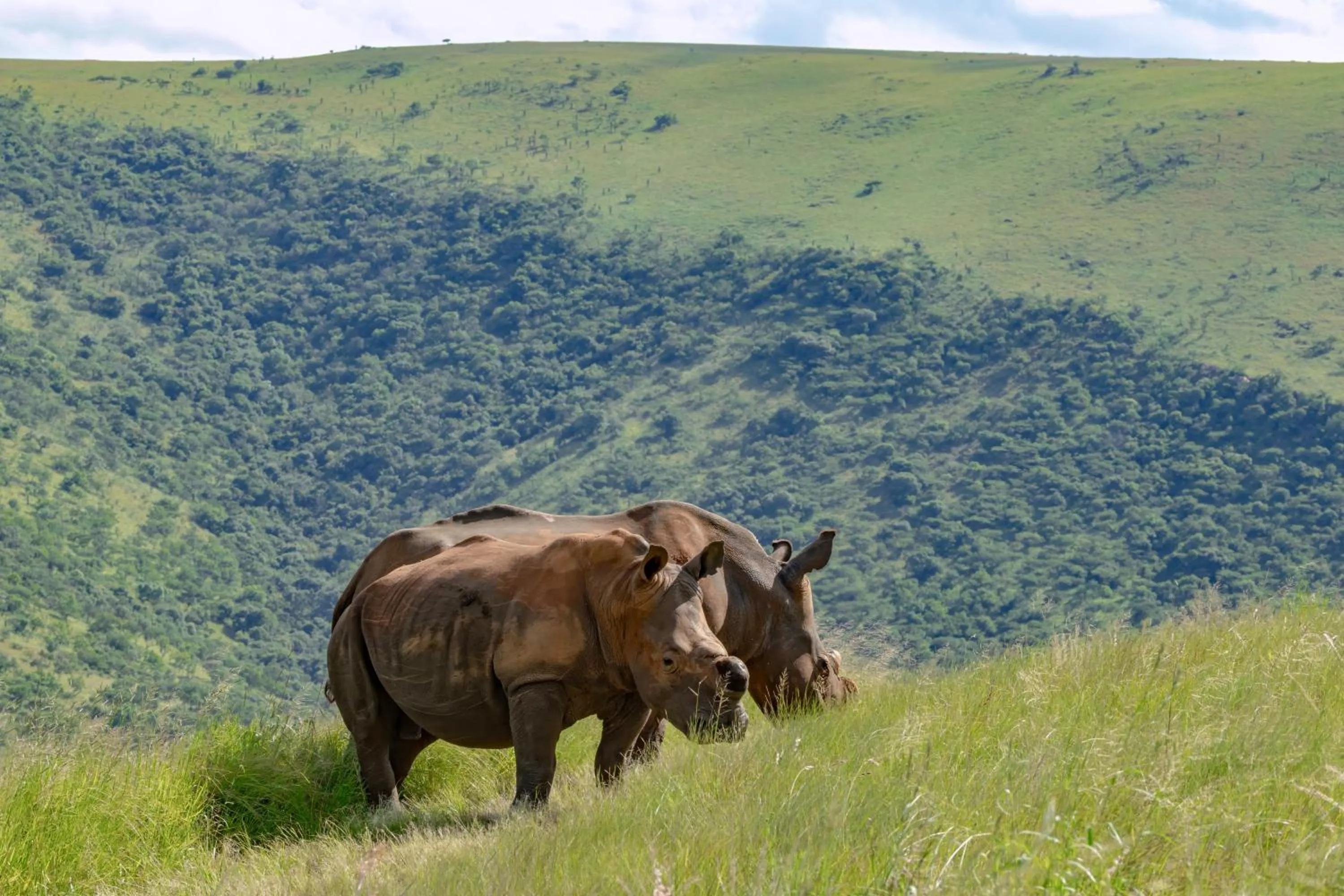 Animals in Zulu Rock Lodge - Babanango Game Reserve
