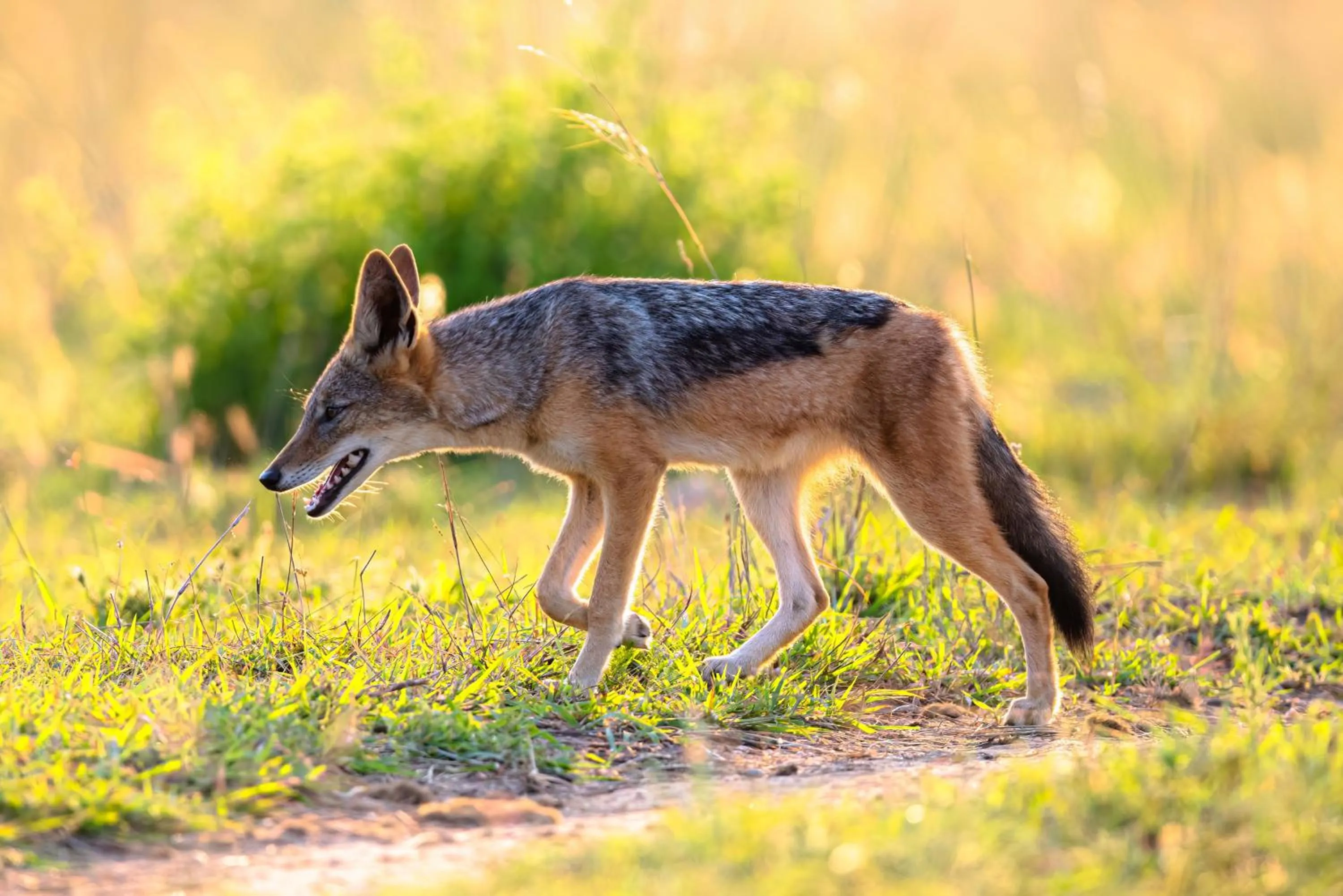 Animals in Zulu Rock Lodge - Babanango Game Reserve