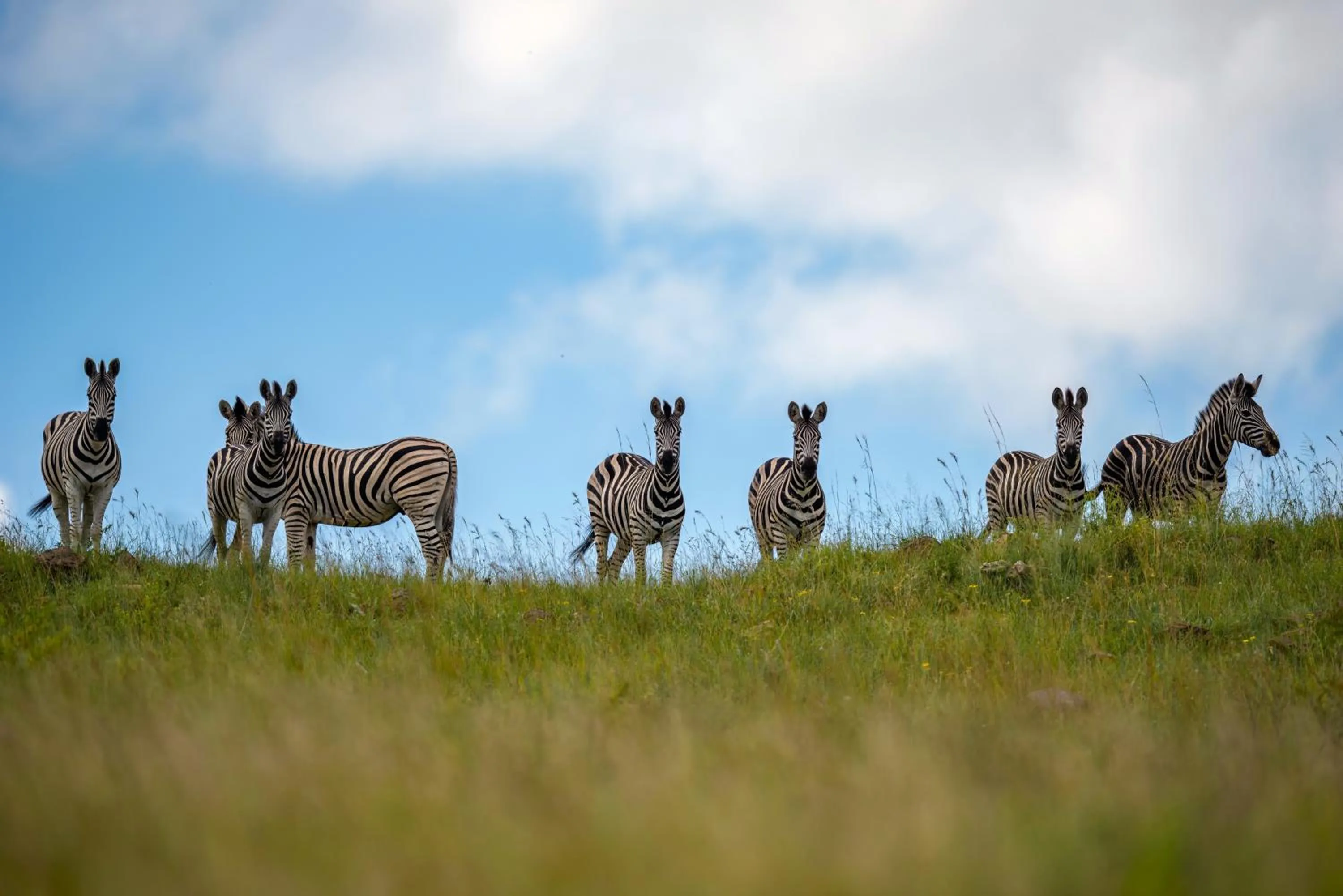 Animals in Zulu Rock Lodge - Babanango Game Reserve