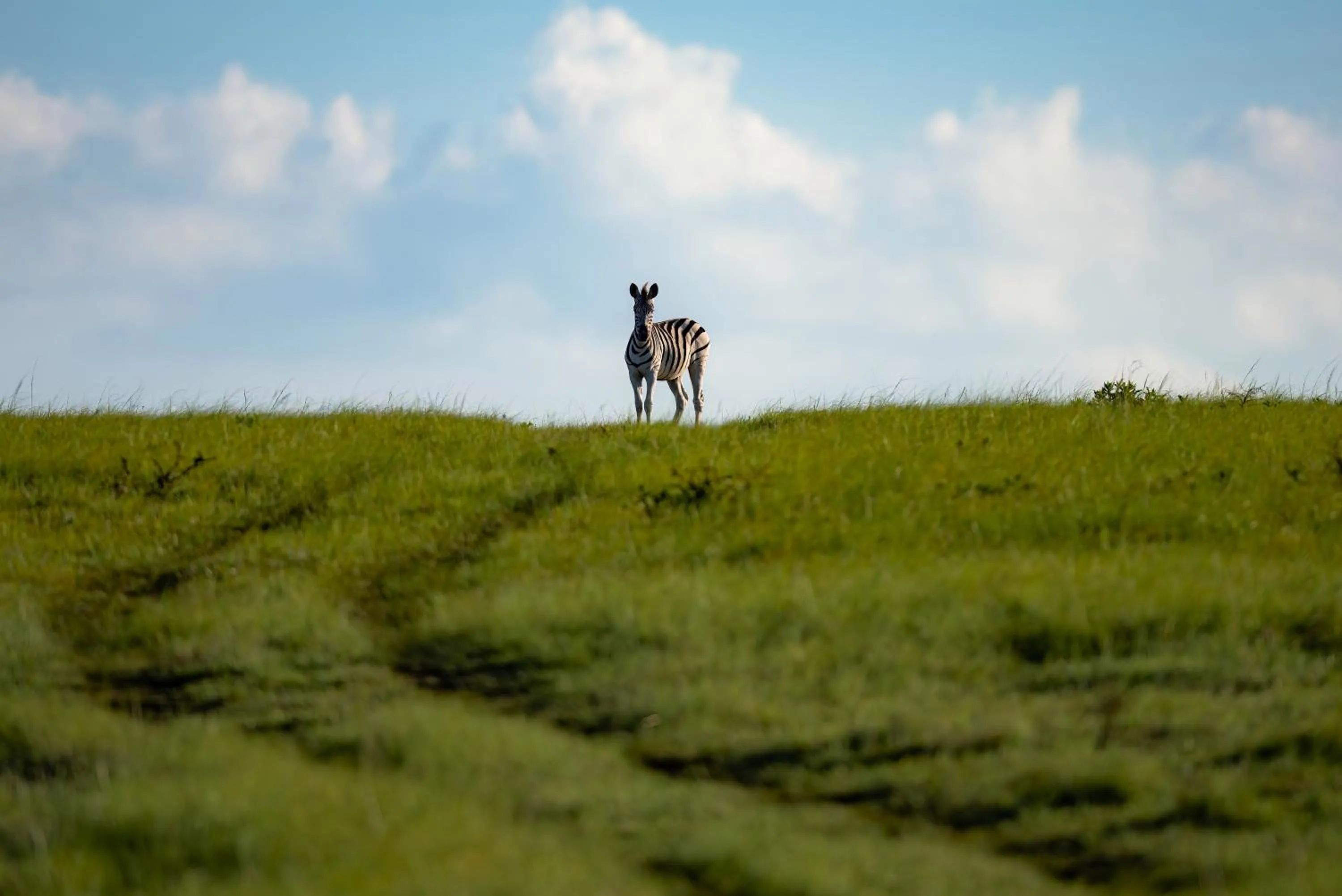 Animals in Zulu Rock Lodge - Babanango Game Reserve