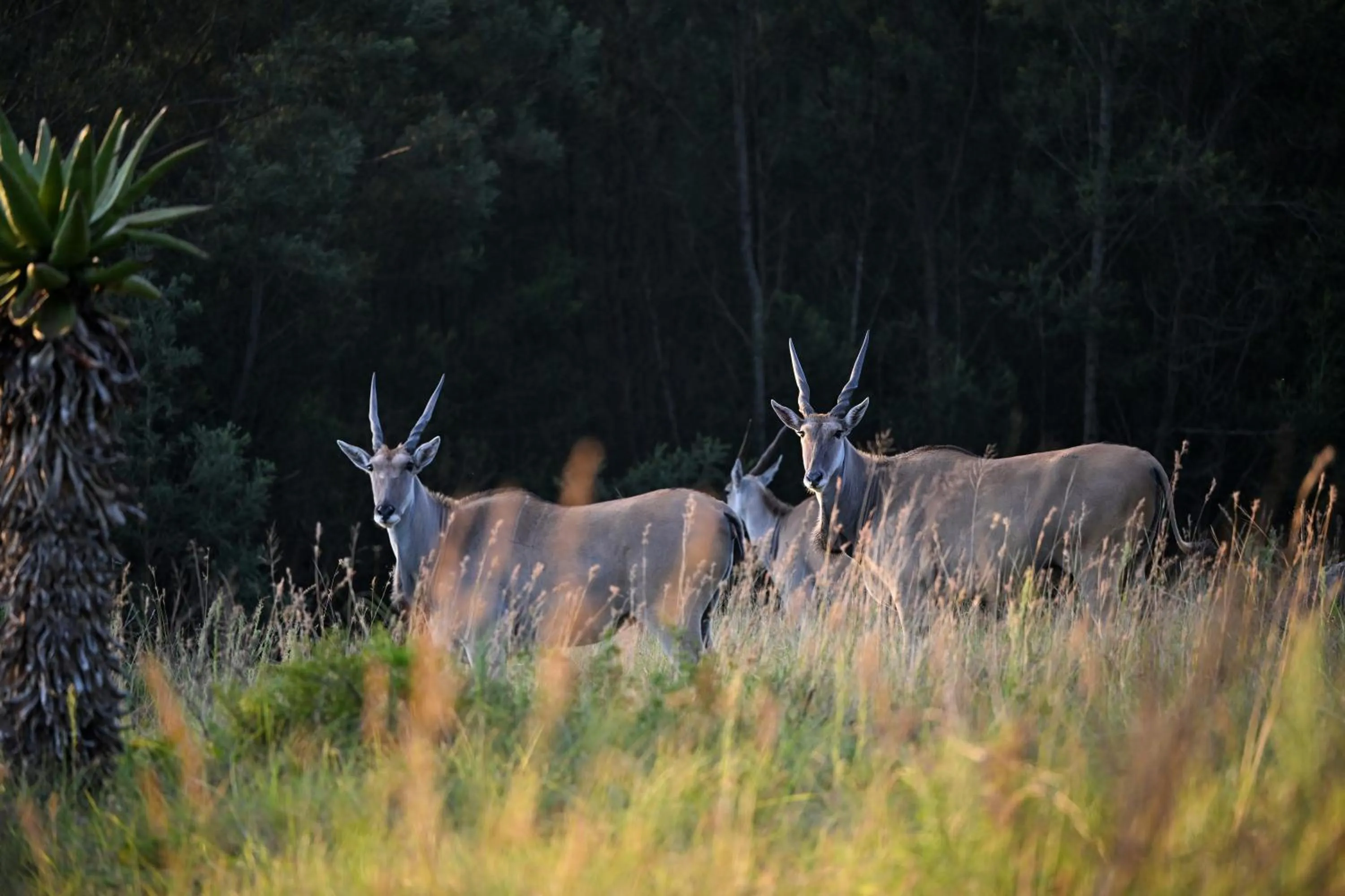 Animals in Zulu Rock Lodge - Babanango Game Reserve