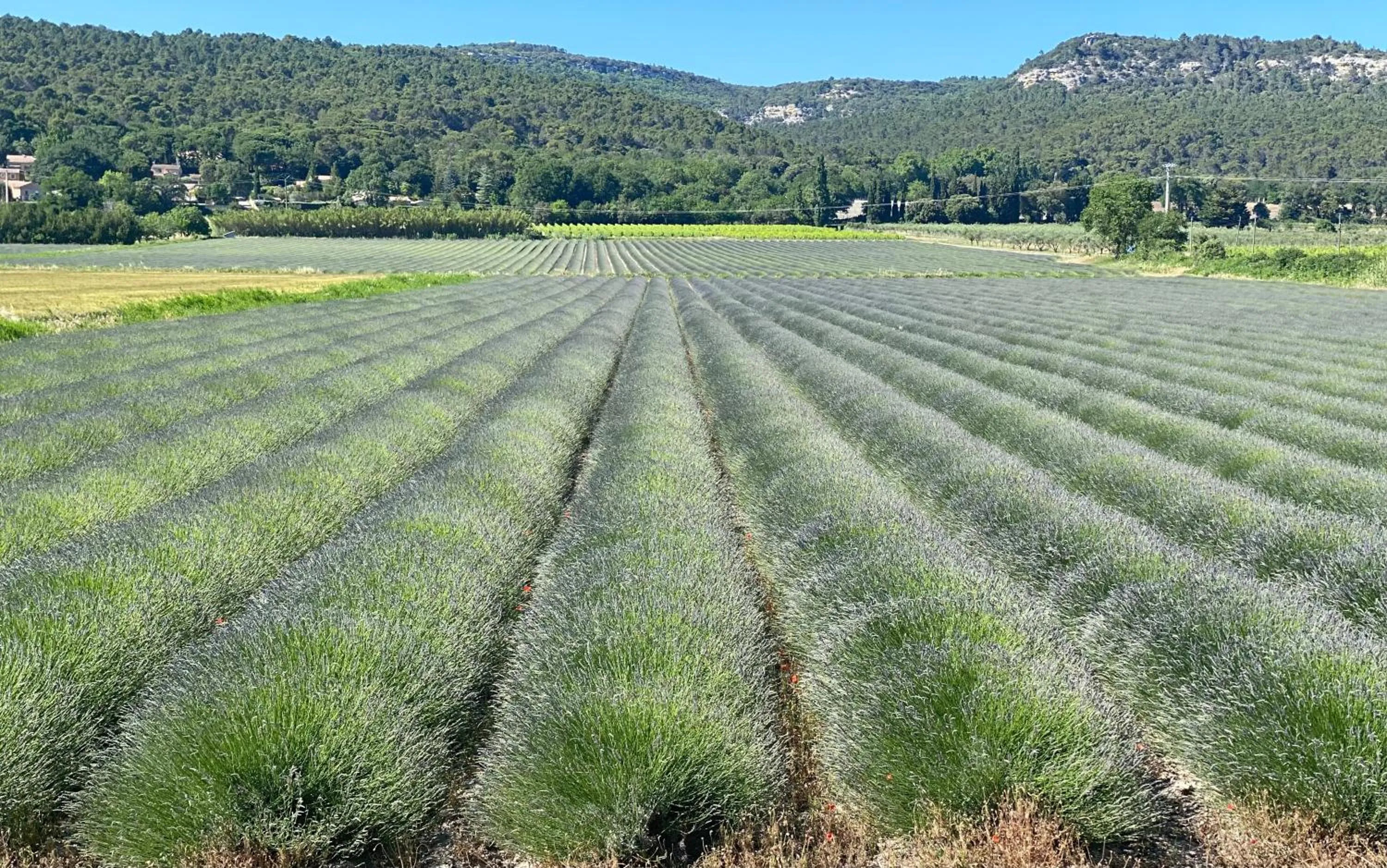 Chambre d’hôtes vaucluse