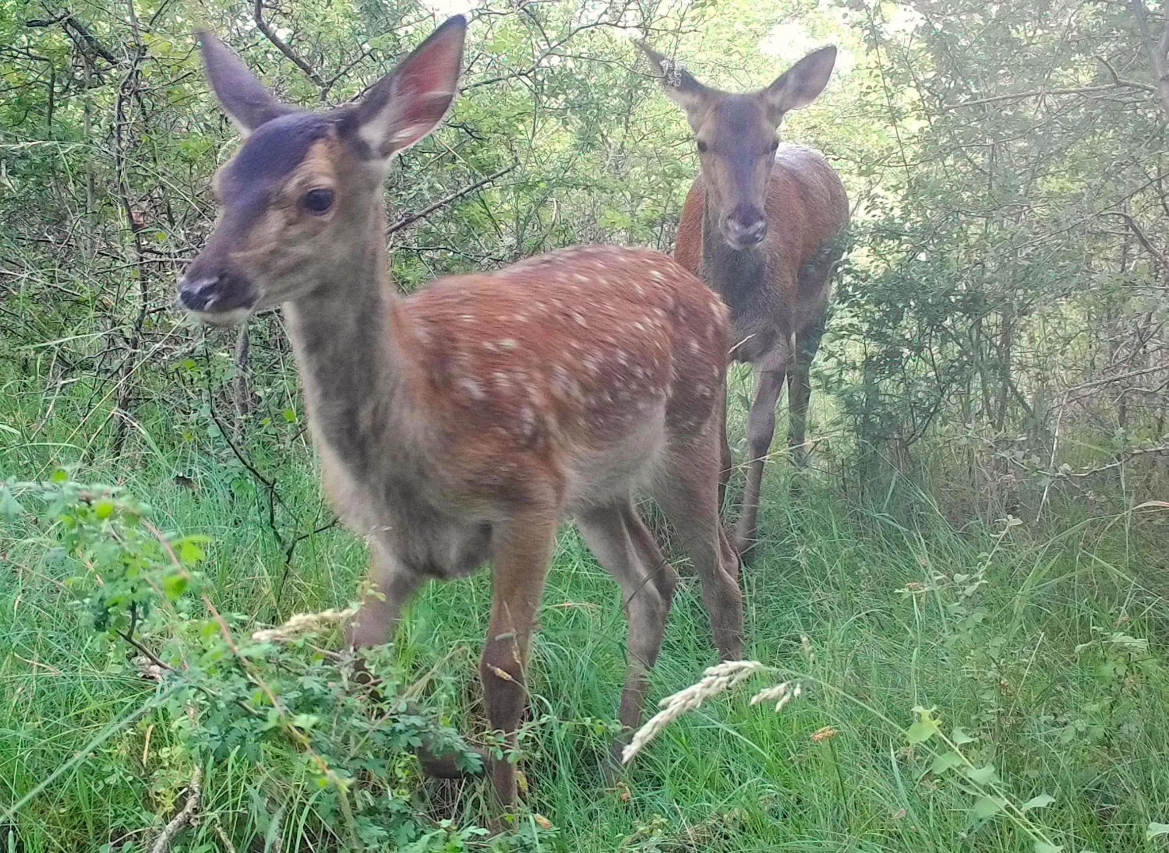 Garden in Domaine des Bois Argentés