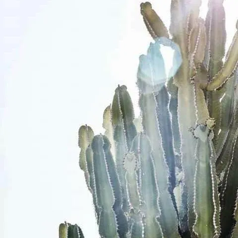 Decorative detail in Tenuta Tropeano