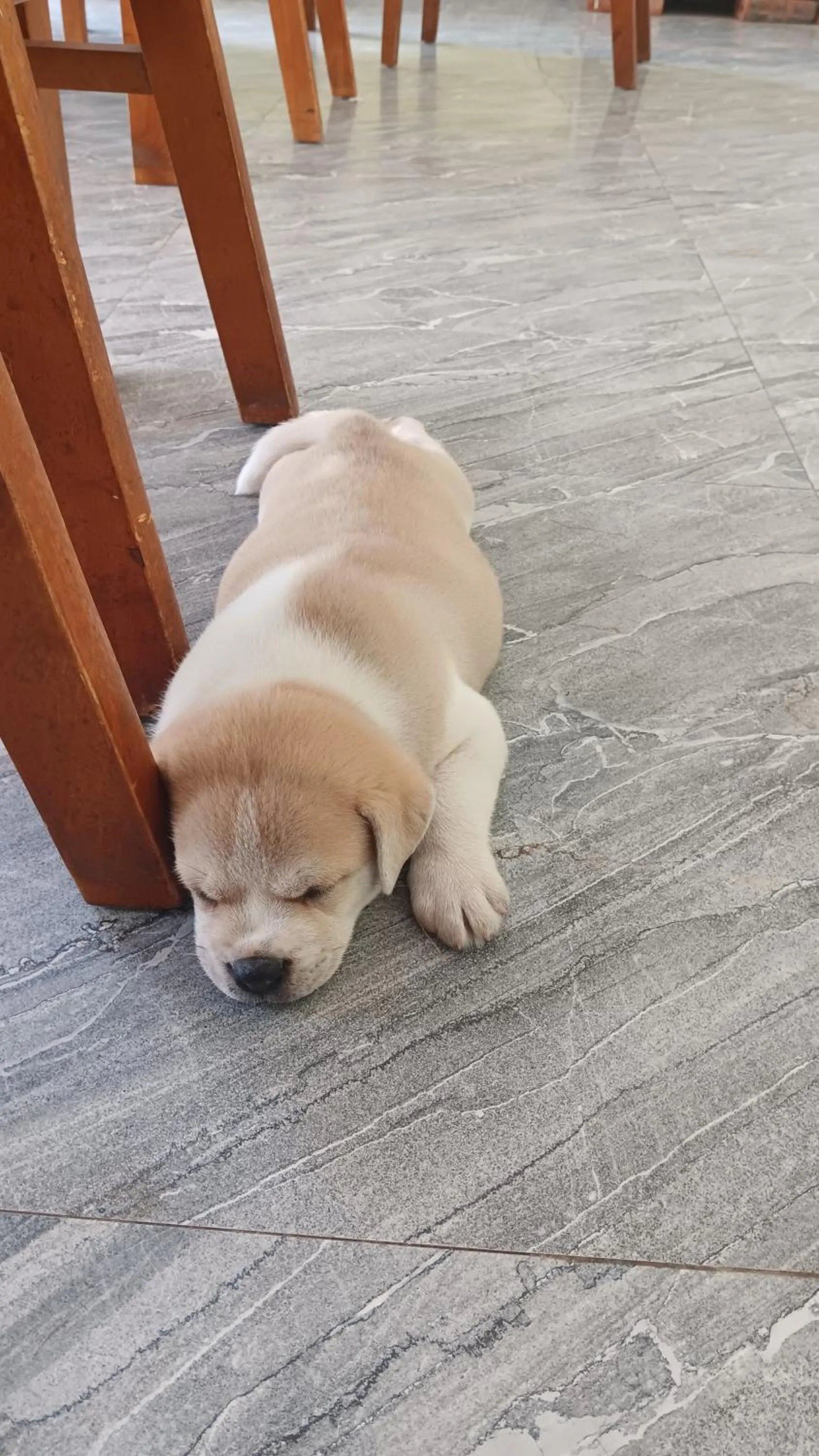 Pets in Tran Chau Garden Home