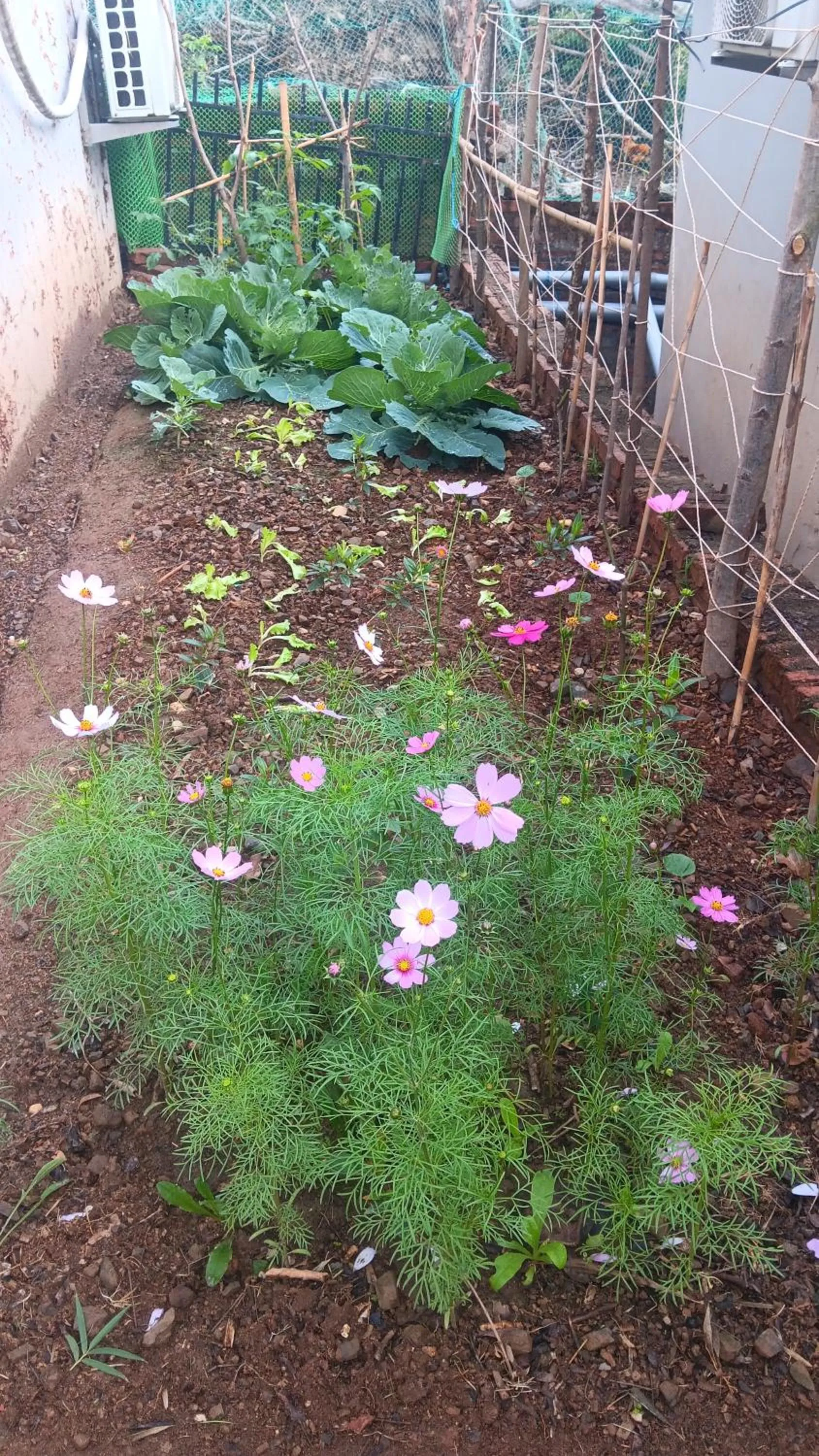 Spring in Tran Chau Garden Home