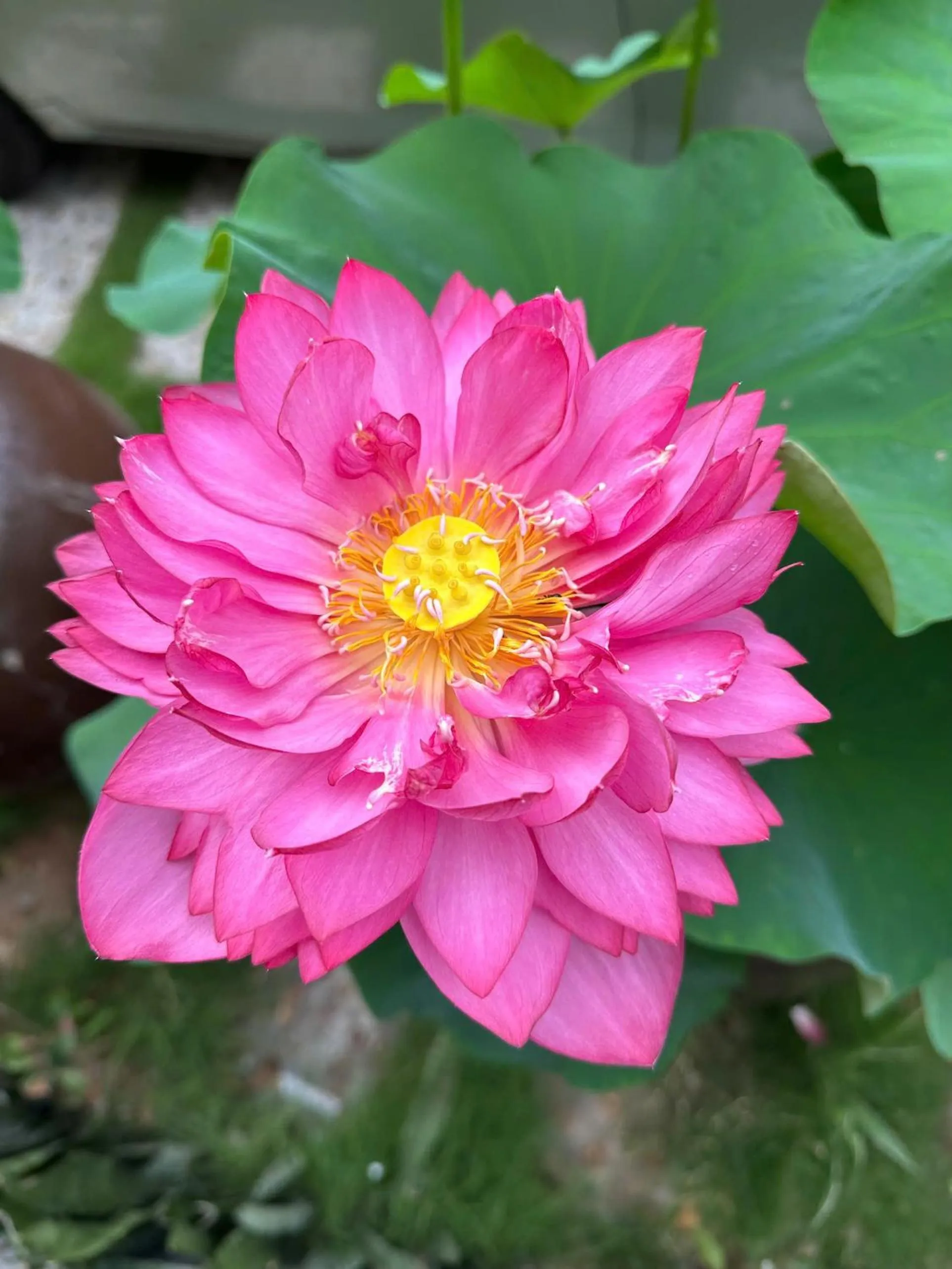 Spring in Tran Chau Garden Home