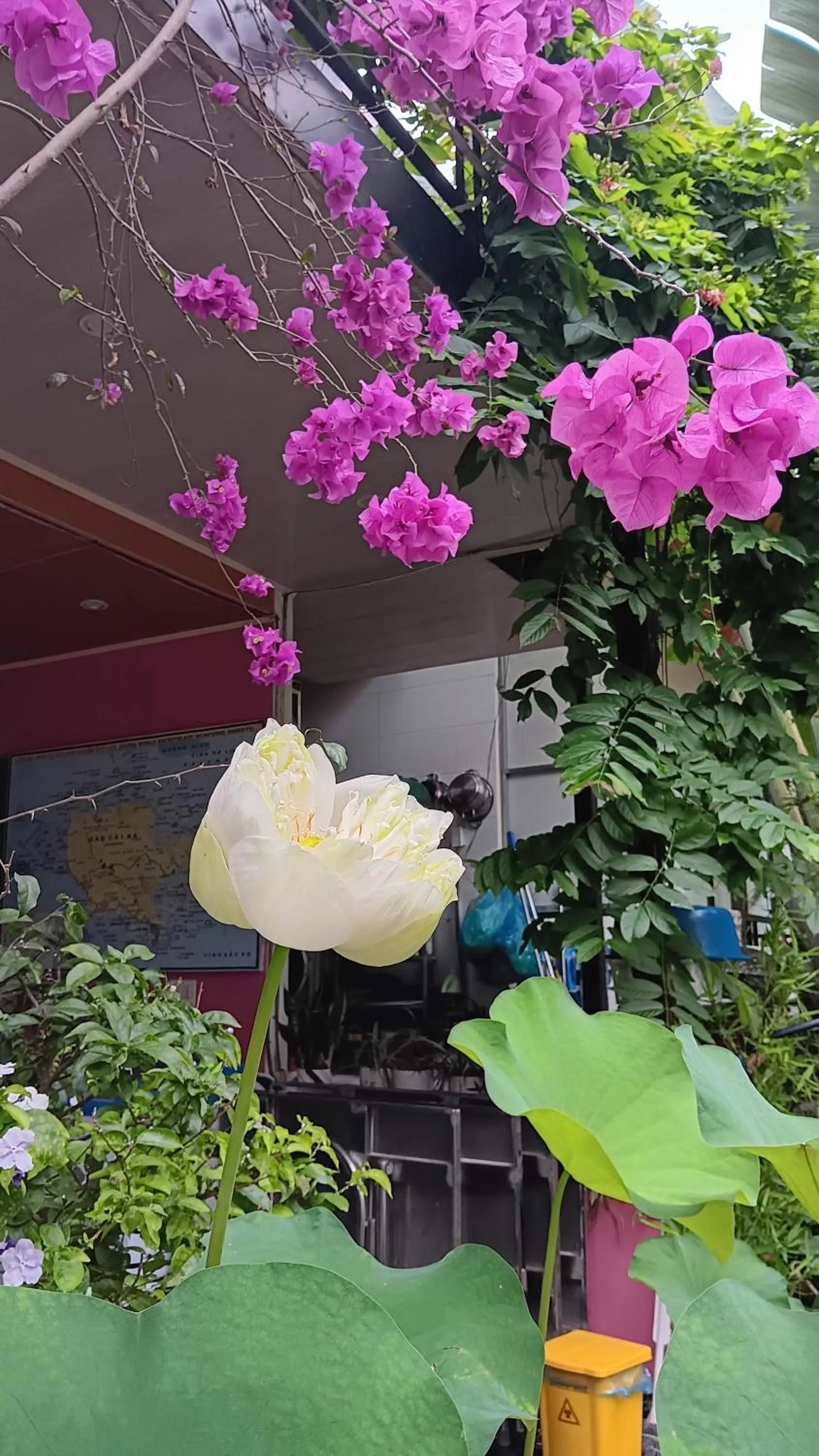 Spring in Tran Chau Garden Home