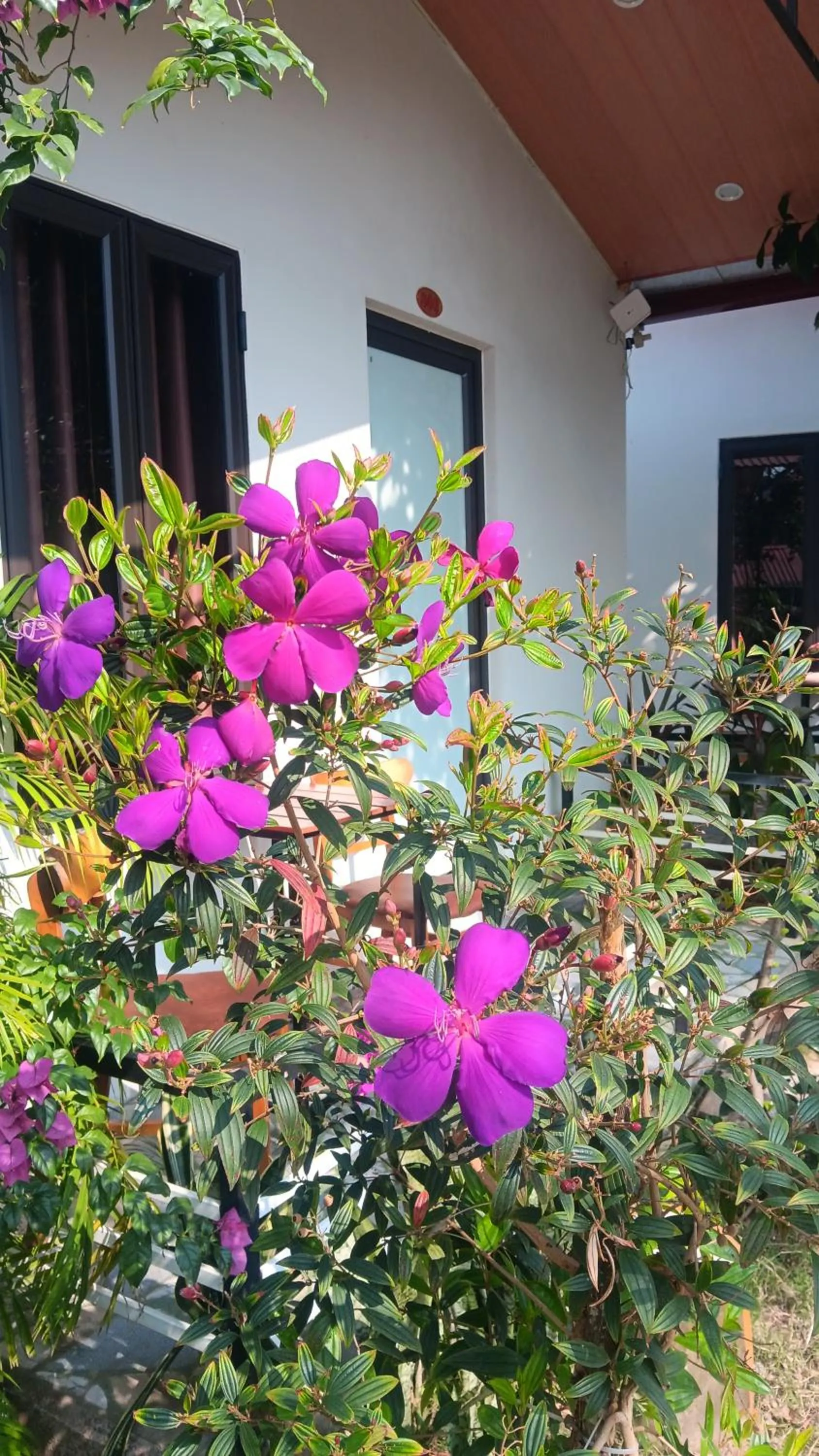 Spring in Tran Chau Garden Home