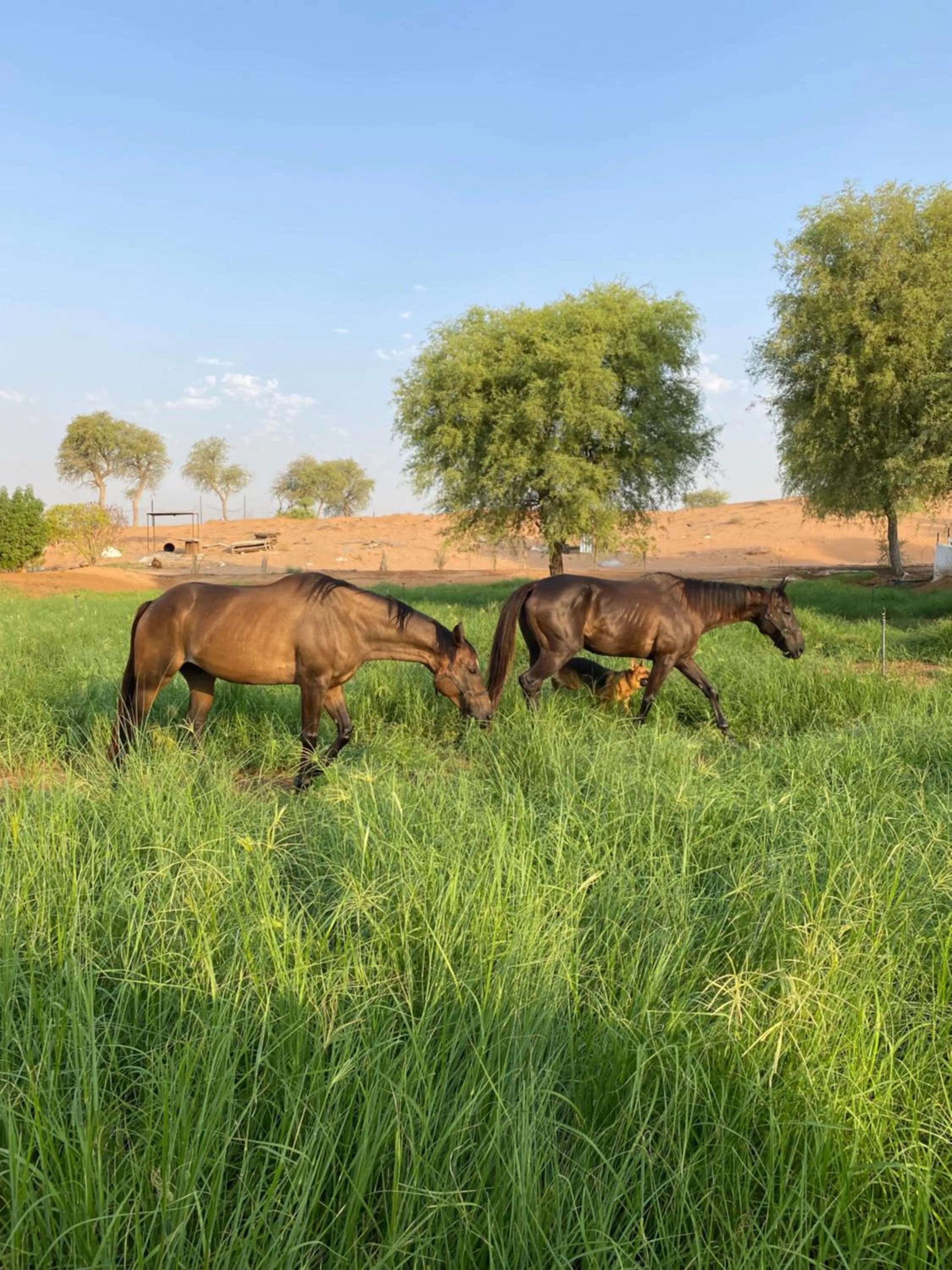 Desert Inn Resort and Camp