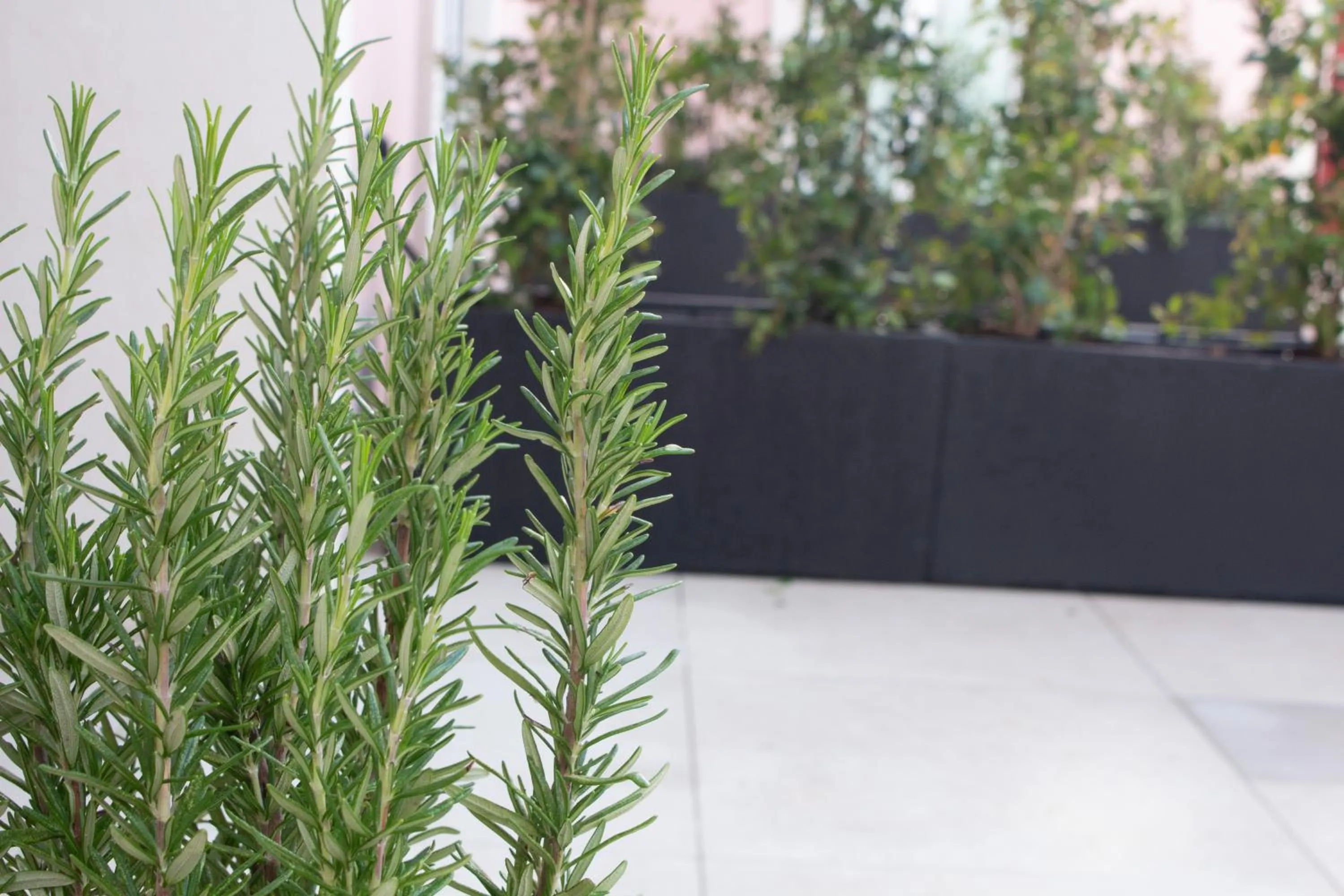 Cardeal Suites & Apartments