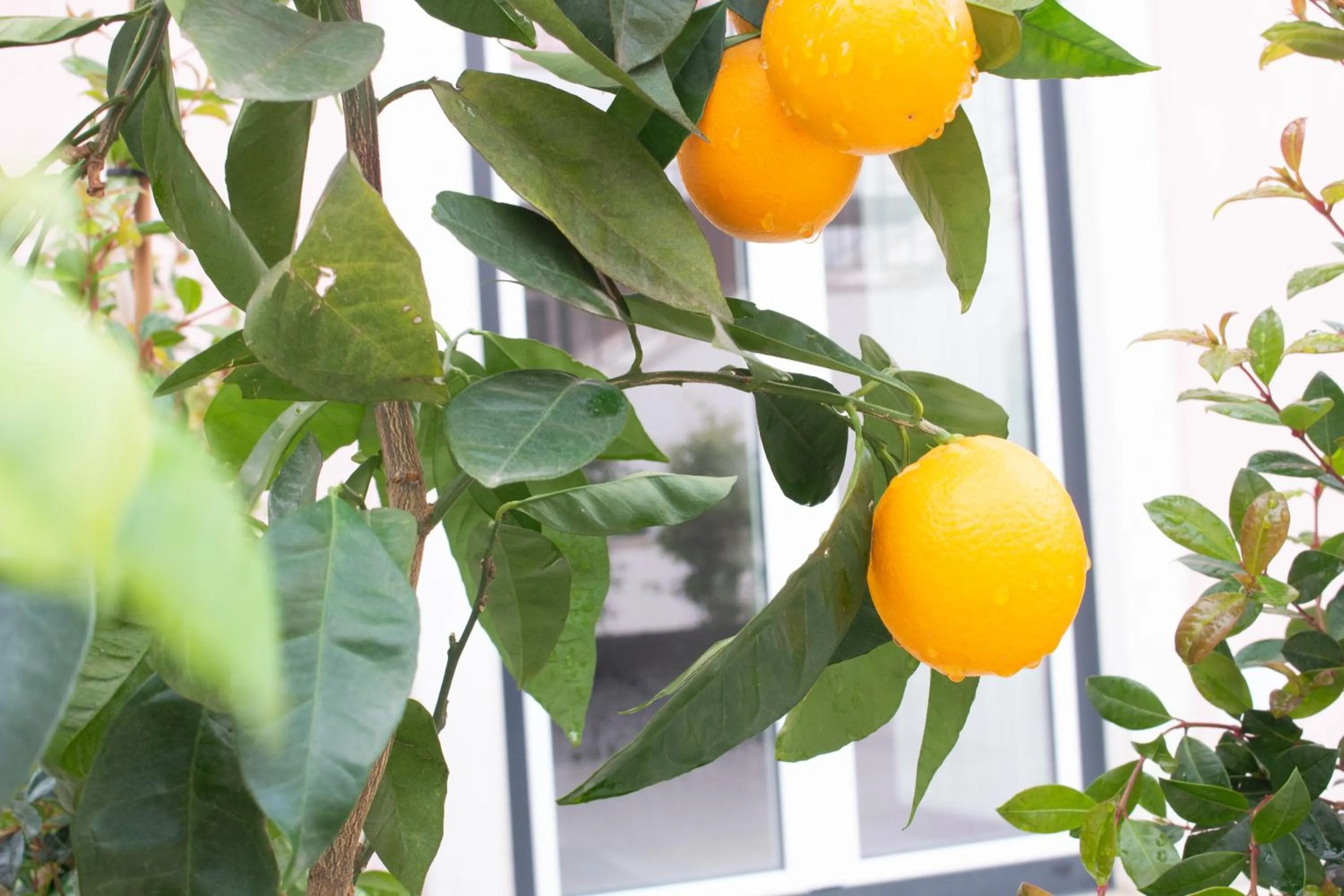 Patio in Cardeal Suites & Apartments