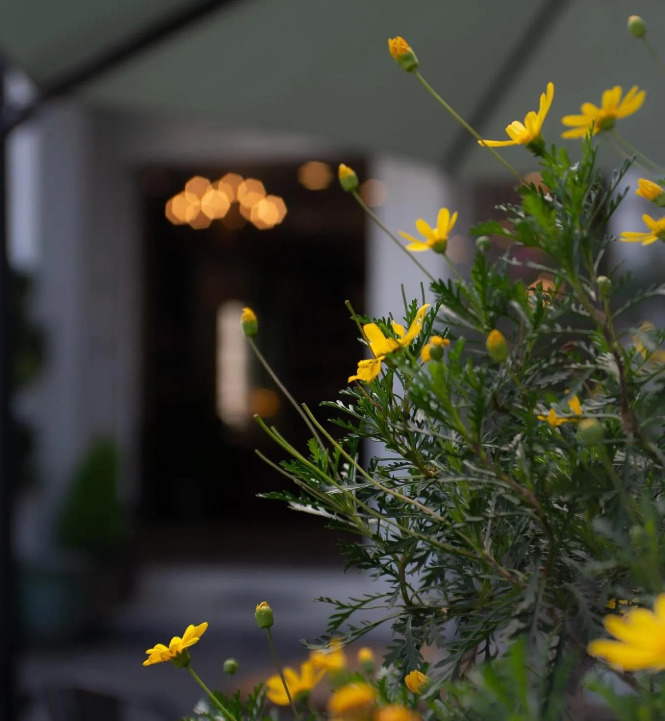 Garden in Le Soleil Boutique Hotel