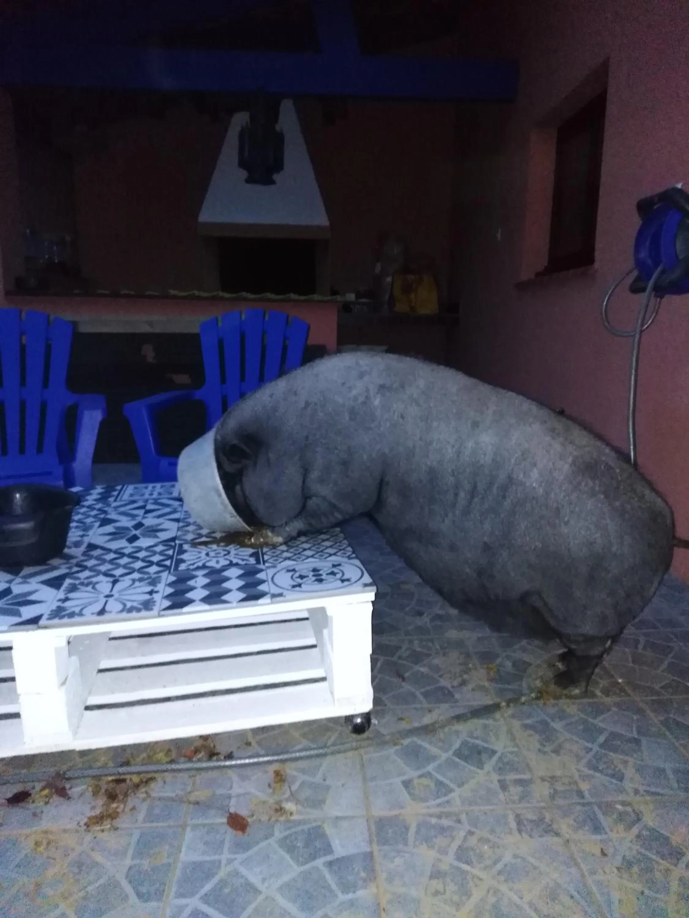 Animals in Arche de Lanoë jacuzzi