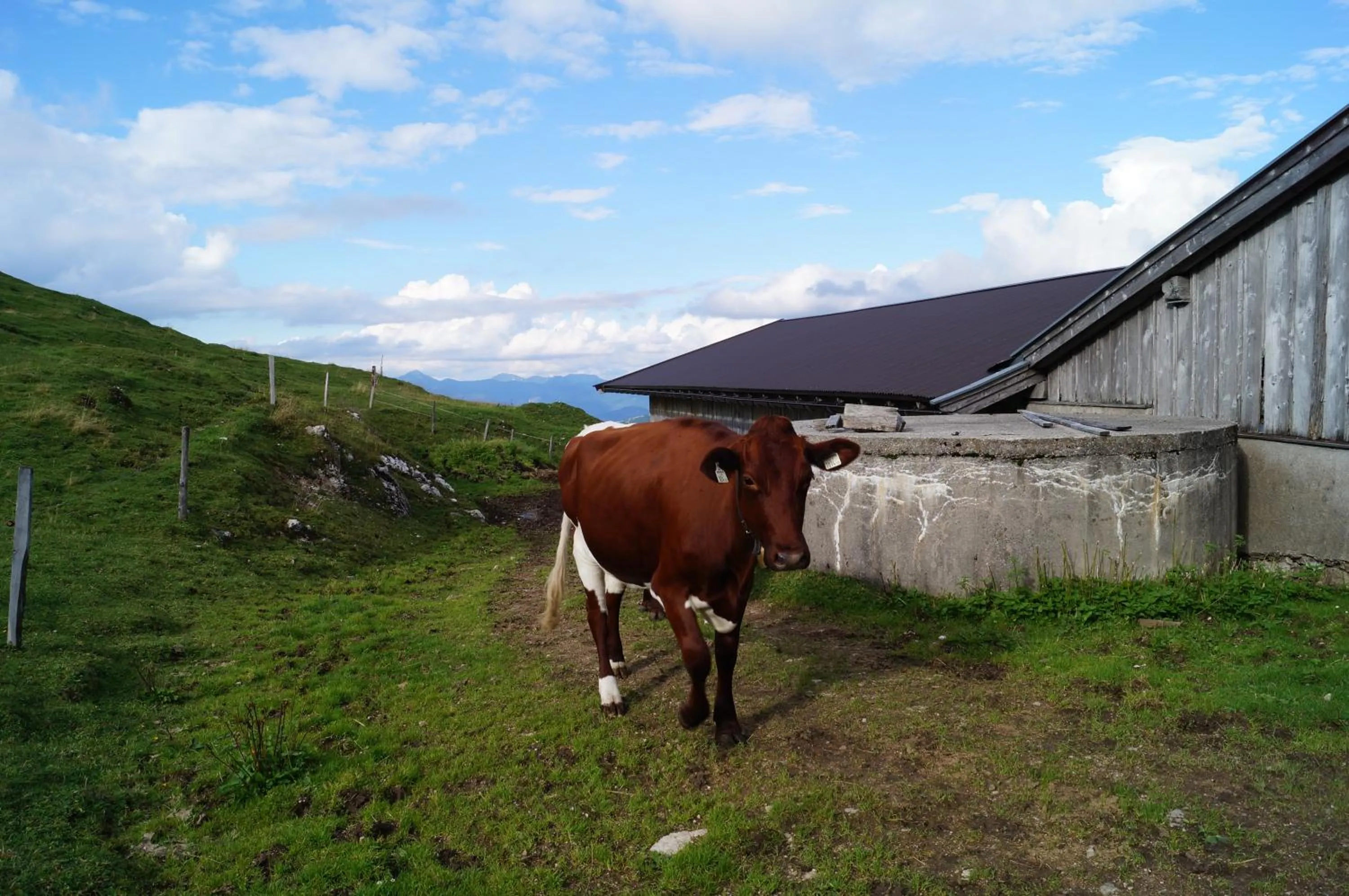 Animals in Schneiderbauer
