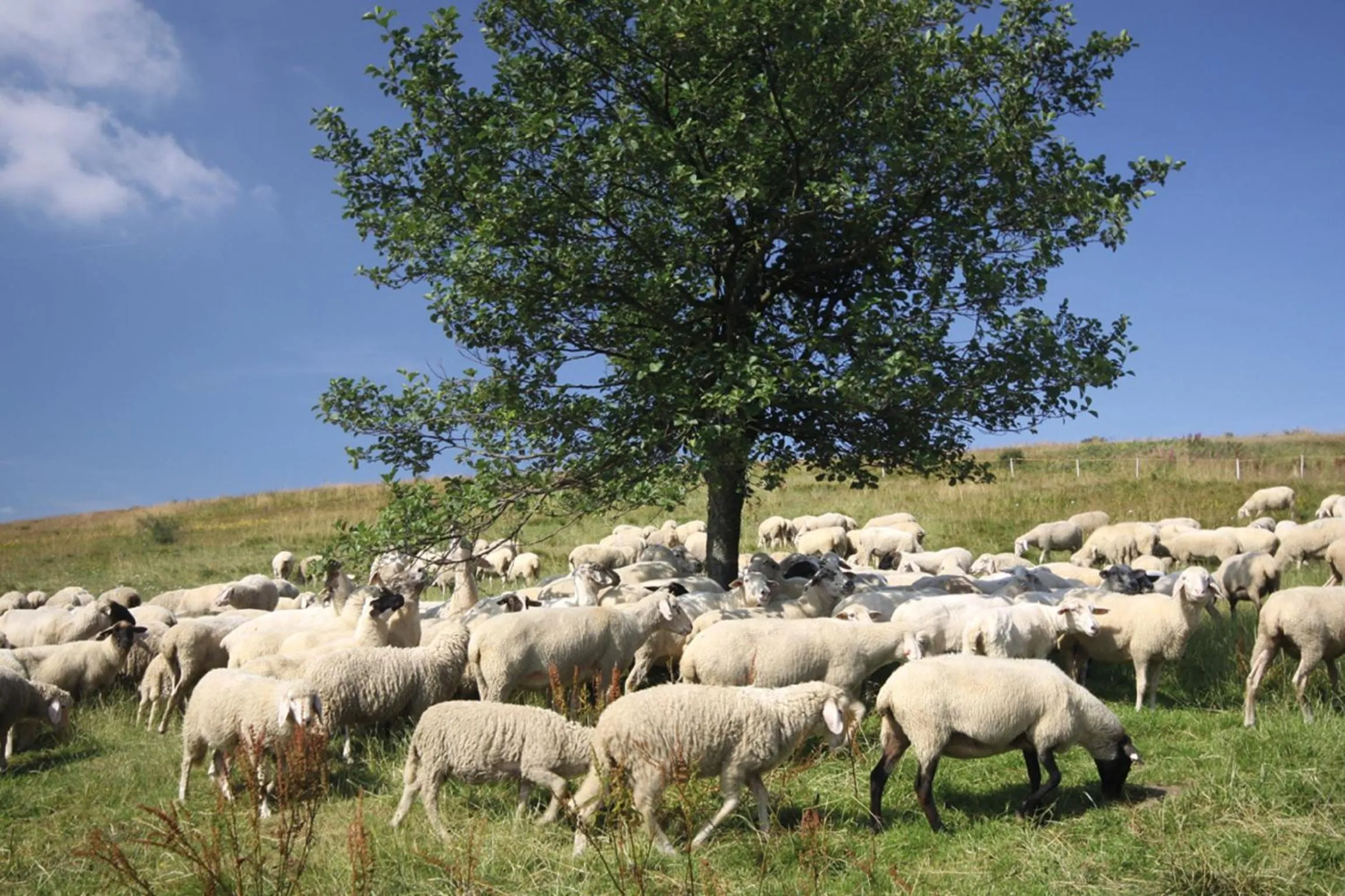 Animals in Rhön Park Aktiv Resort