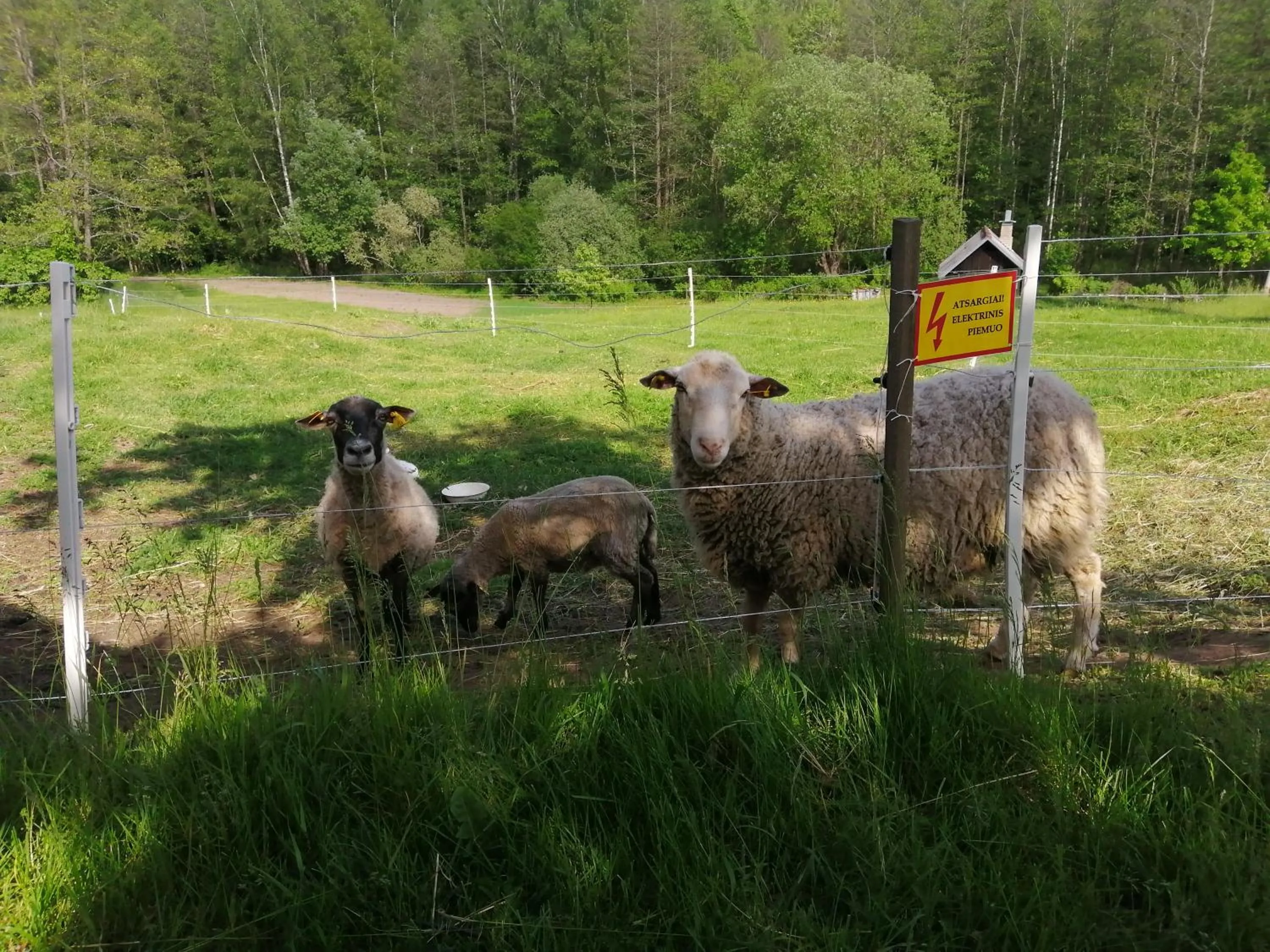 Pets in Poilsio kampelis Zarasuose