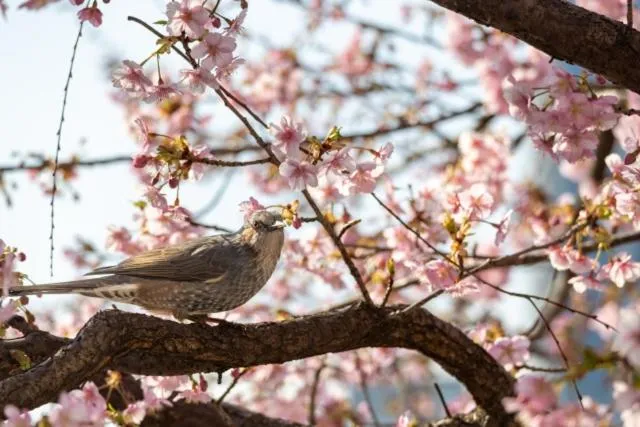 7 Rooms Hotel & Cafe - Boutique Designer Hotel - 30 mins from Disneyland&Tokyo