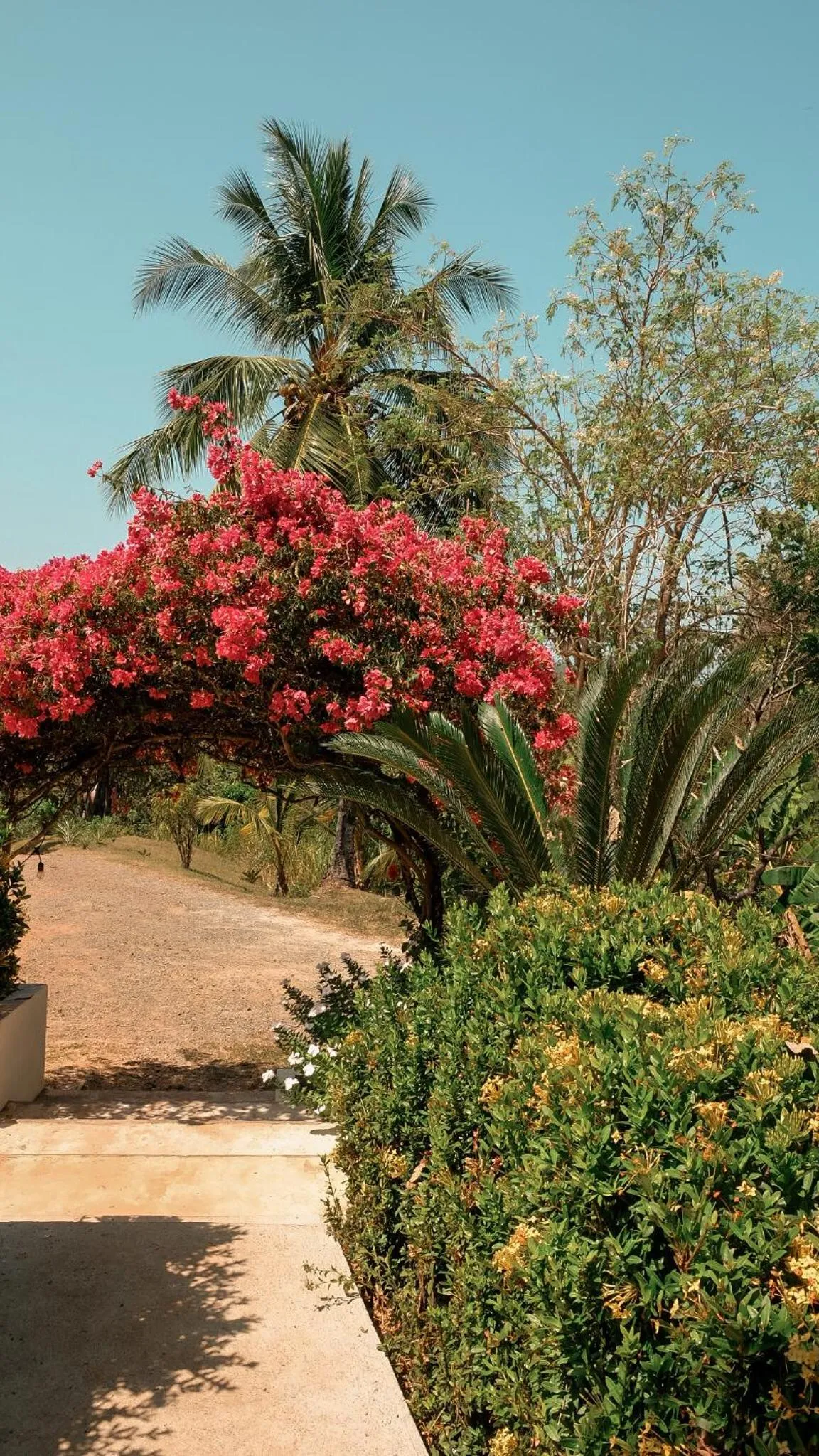 Garden in Hotel Sol y Mar