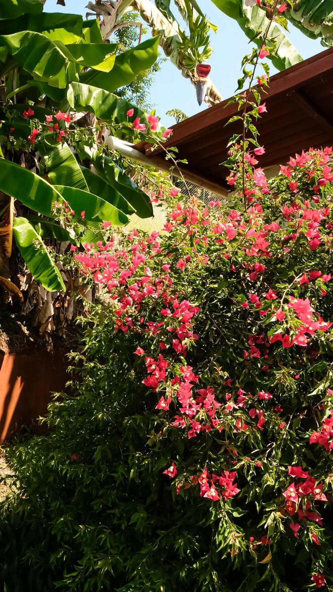 Garden in Hotel Sol y Mar