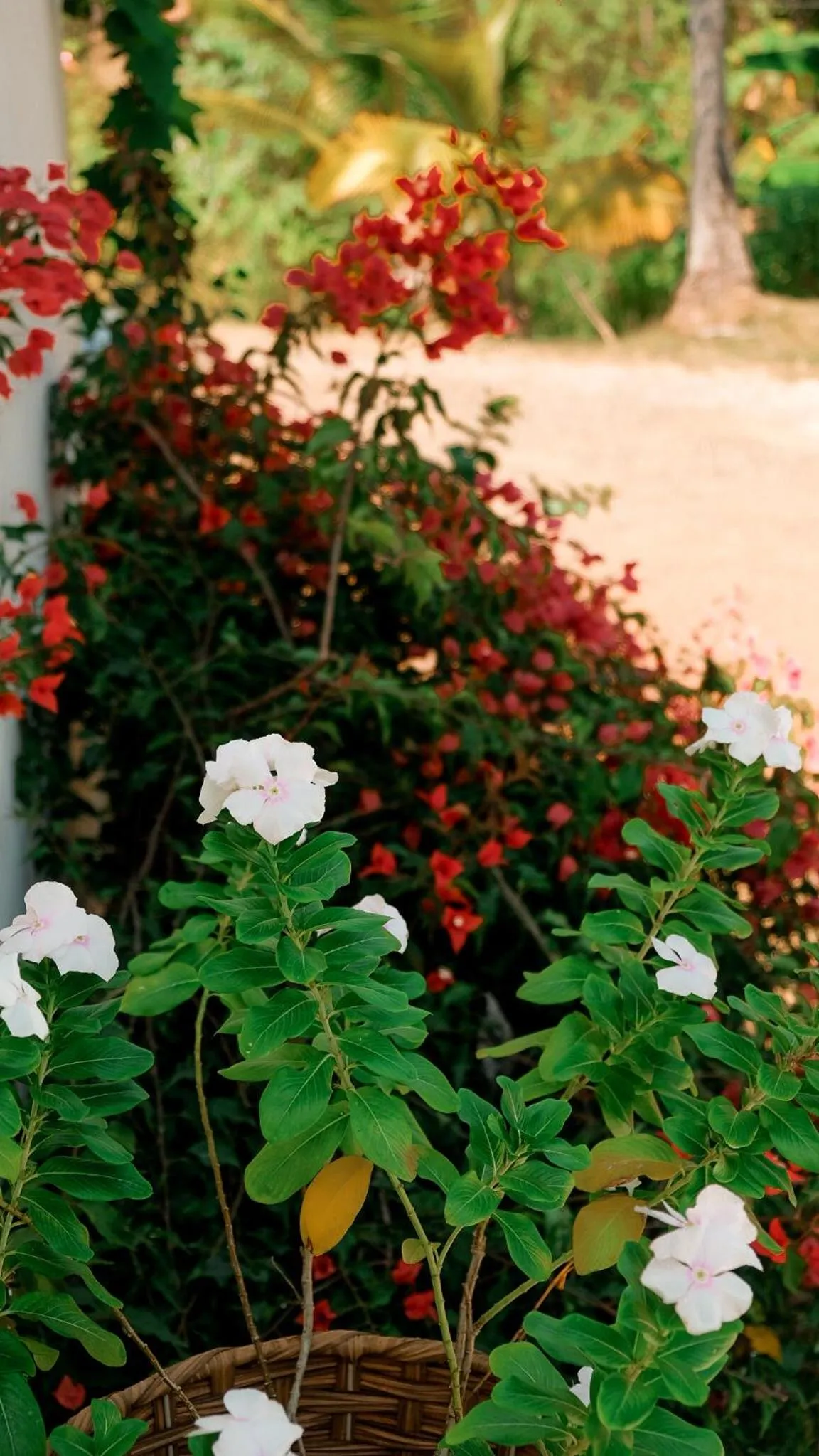 Garden in Hotel Sol y Mar
