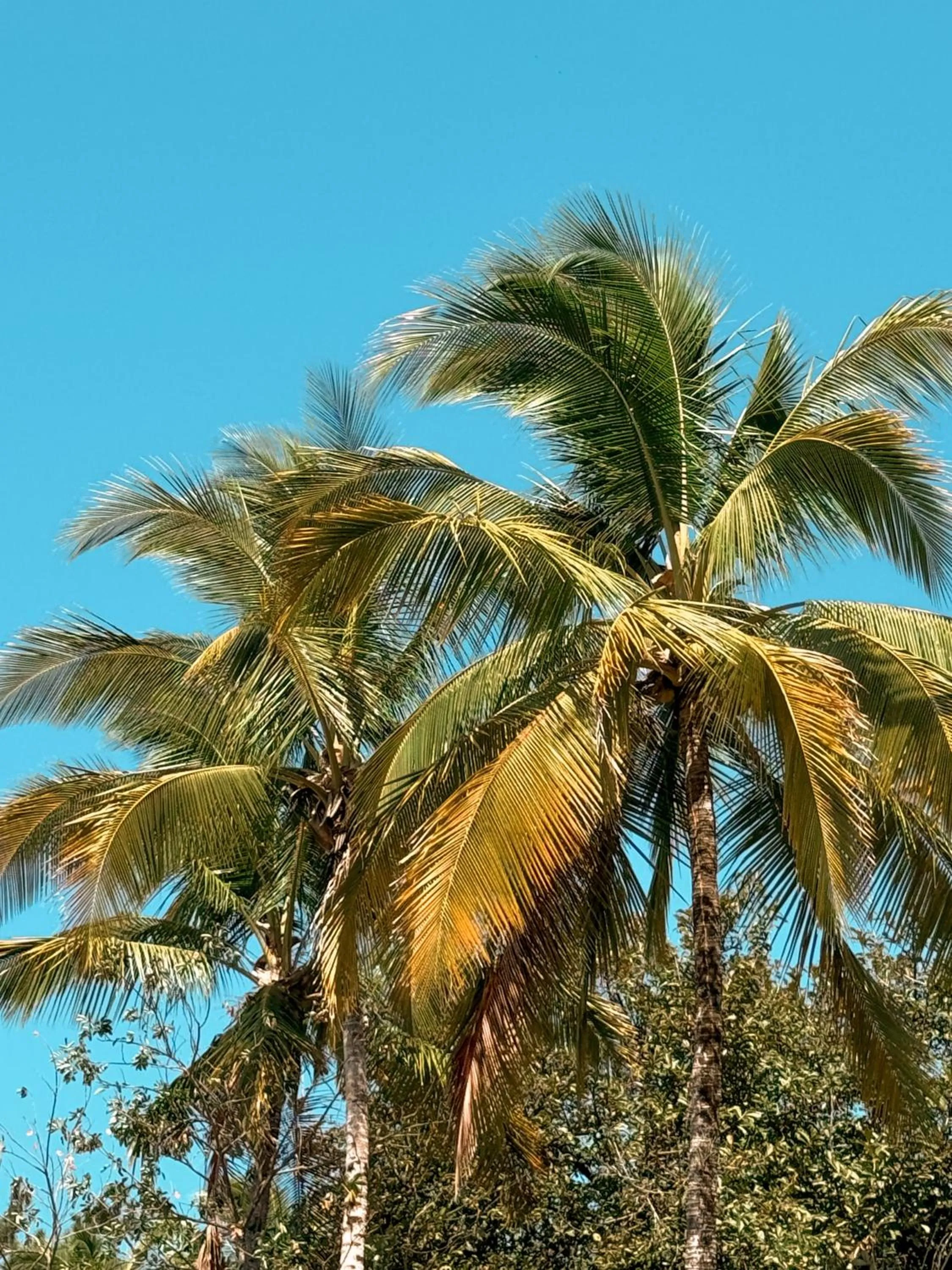 Garden view in Hotel Sol y Mar