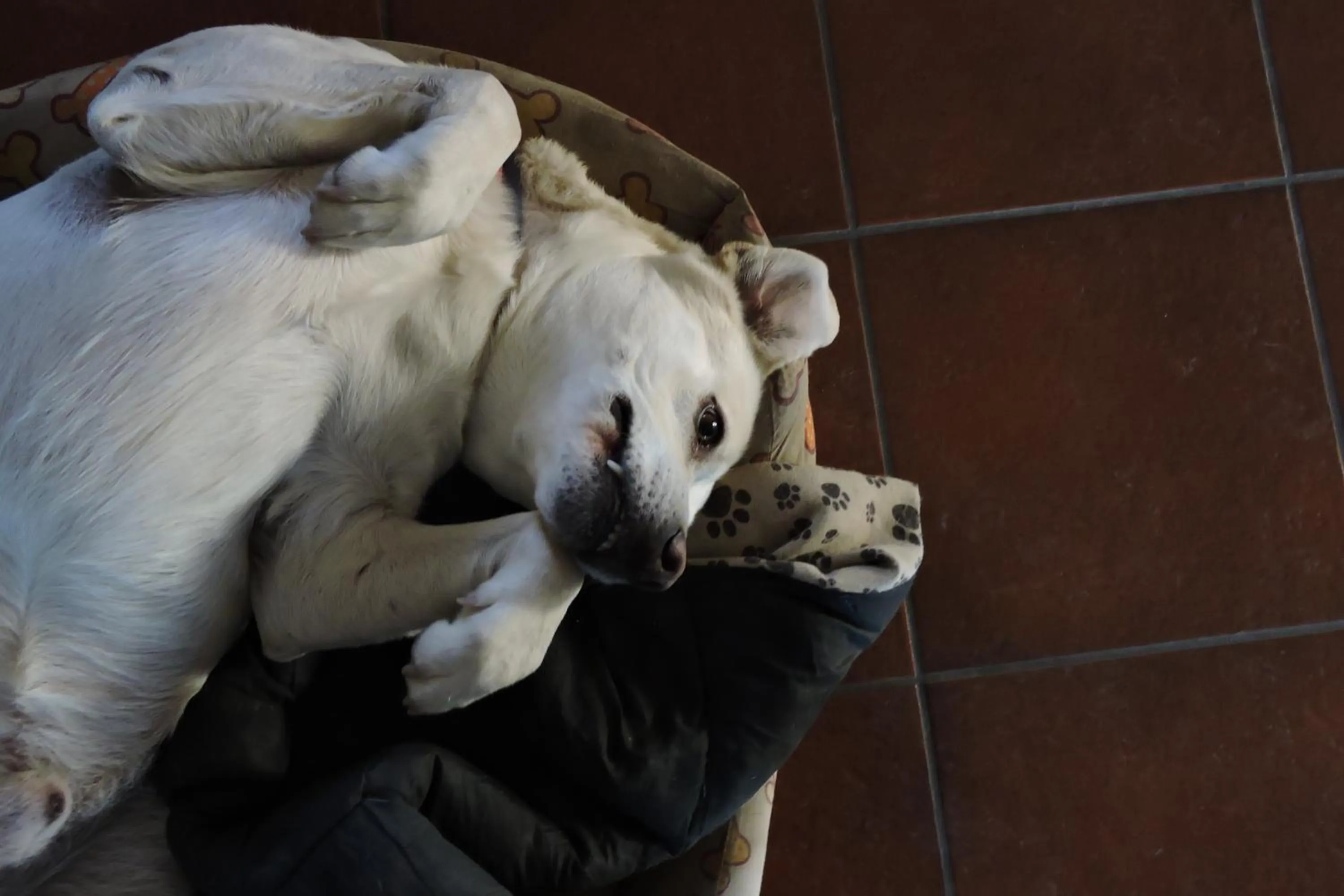 Animals in Da Franca