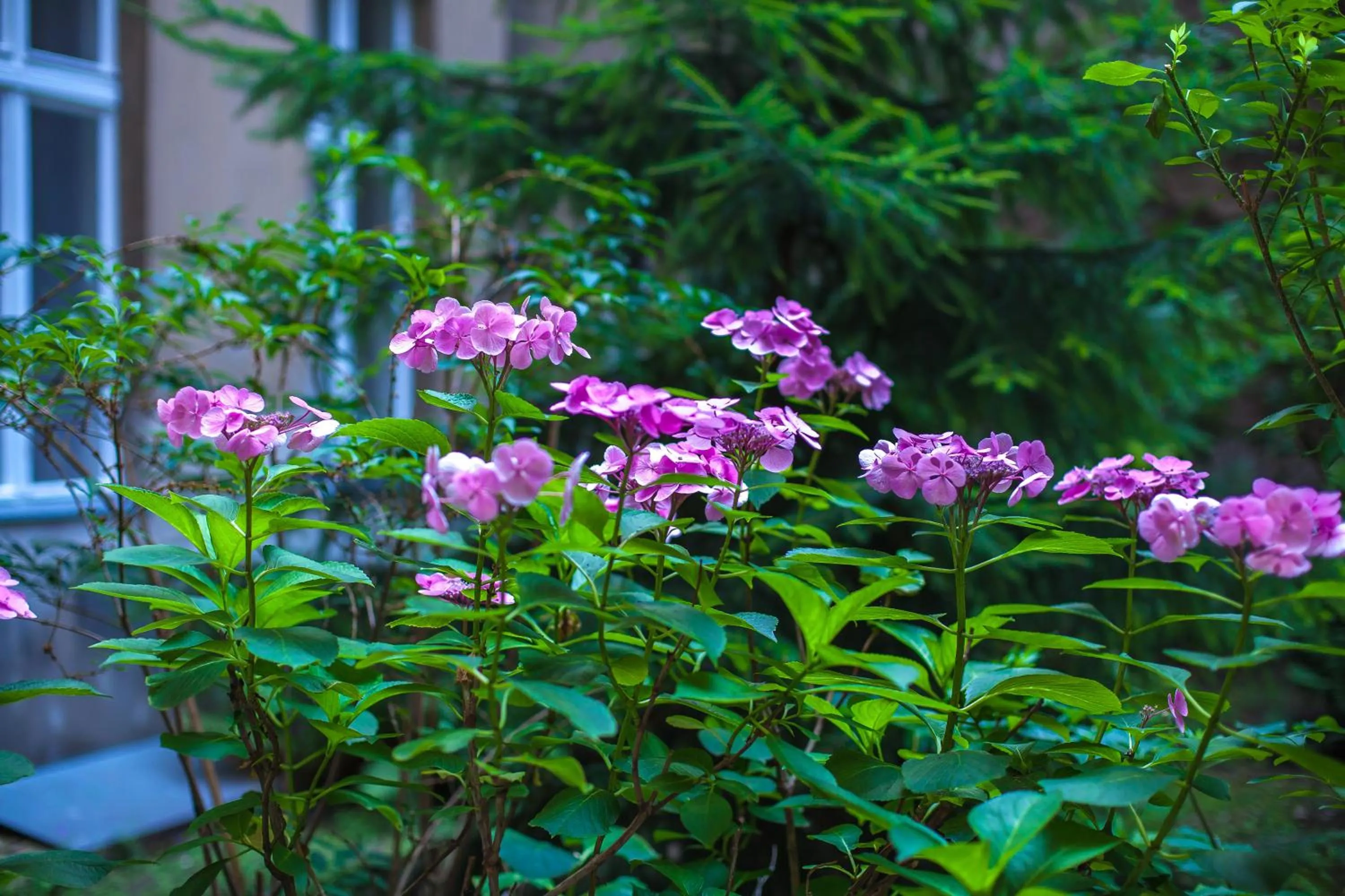 Garden in Hotel Elegia am Kurfürstendamm