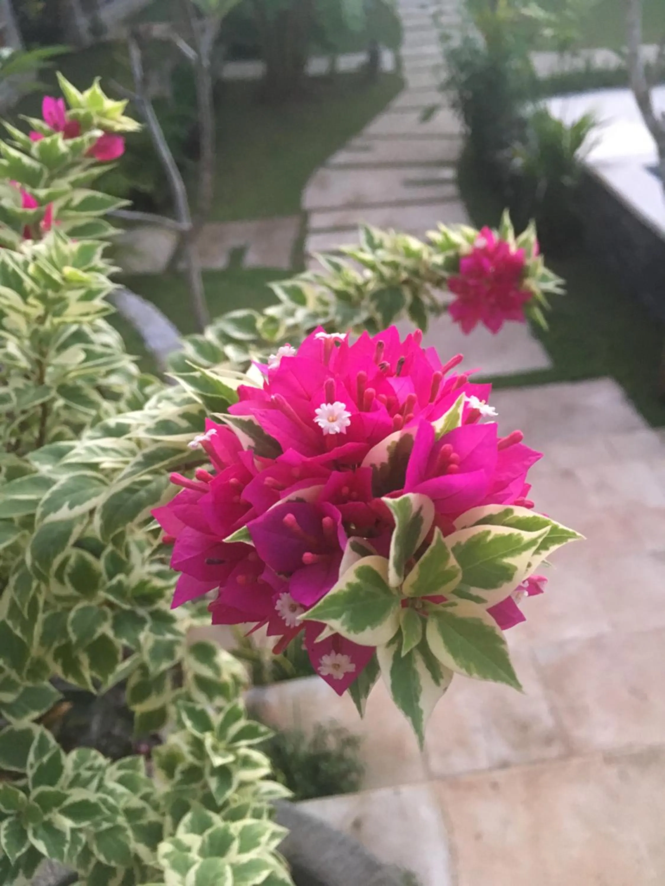 Garden in Le Biu garden View