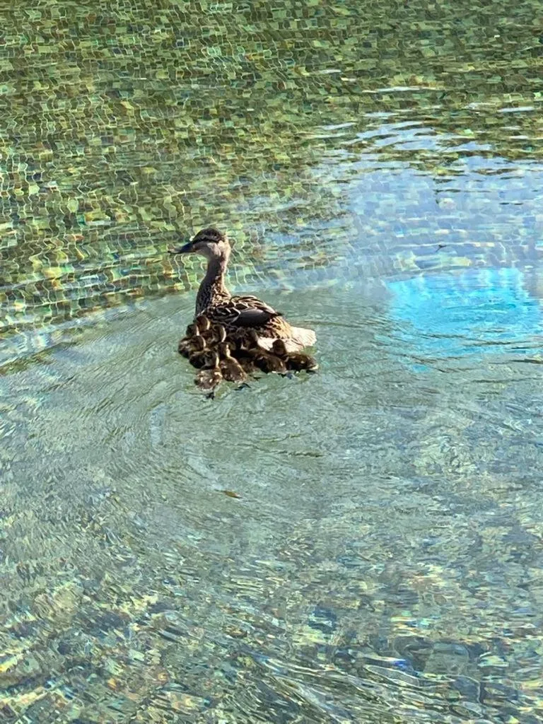 Pool view in BASTIDE DE RAMATUELLE