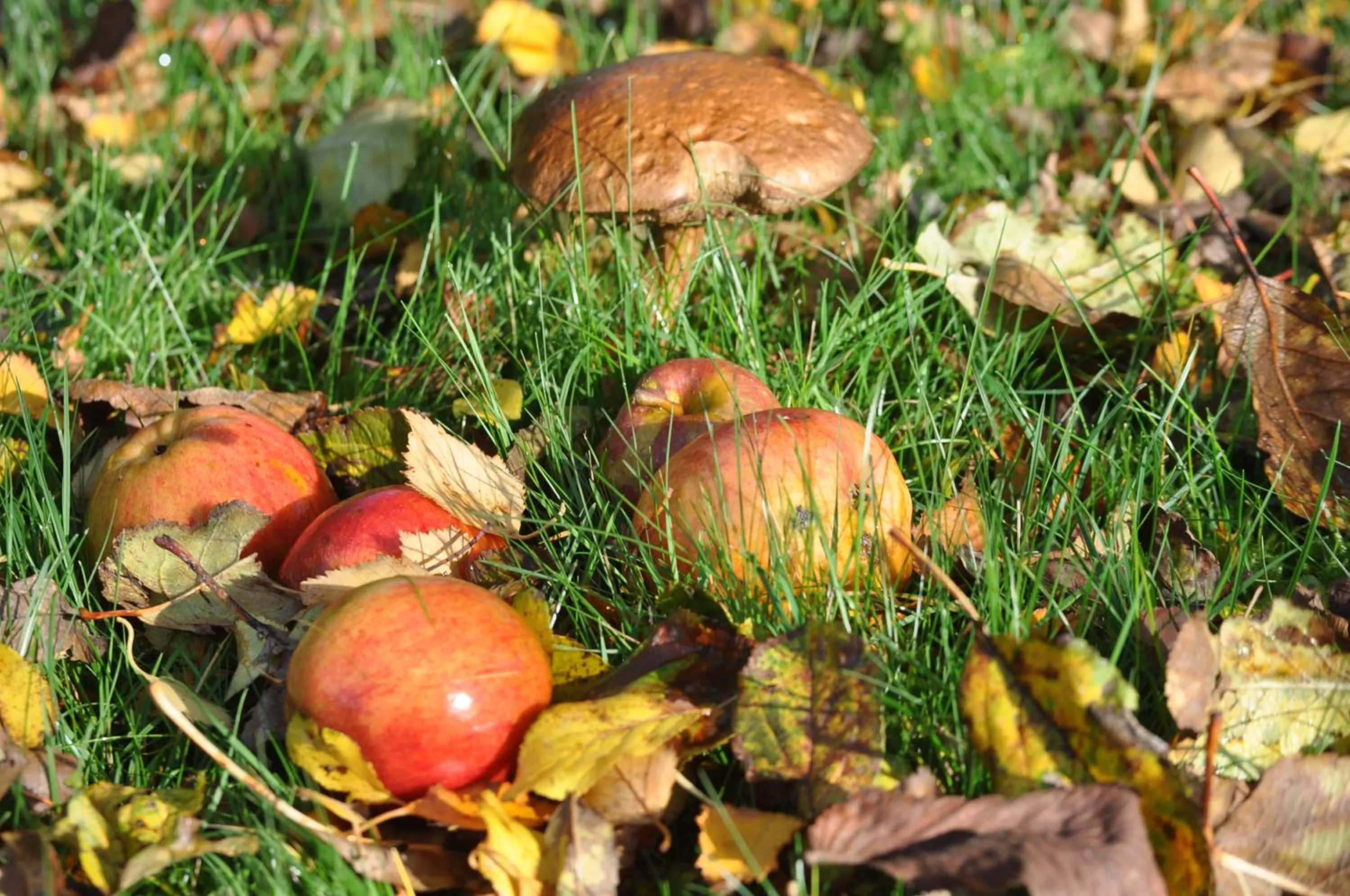 Autumn in Bed & Kitchen „Den gamle Skole“ Nr. Sejerslev