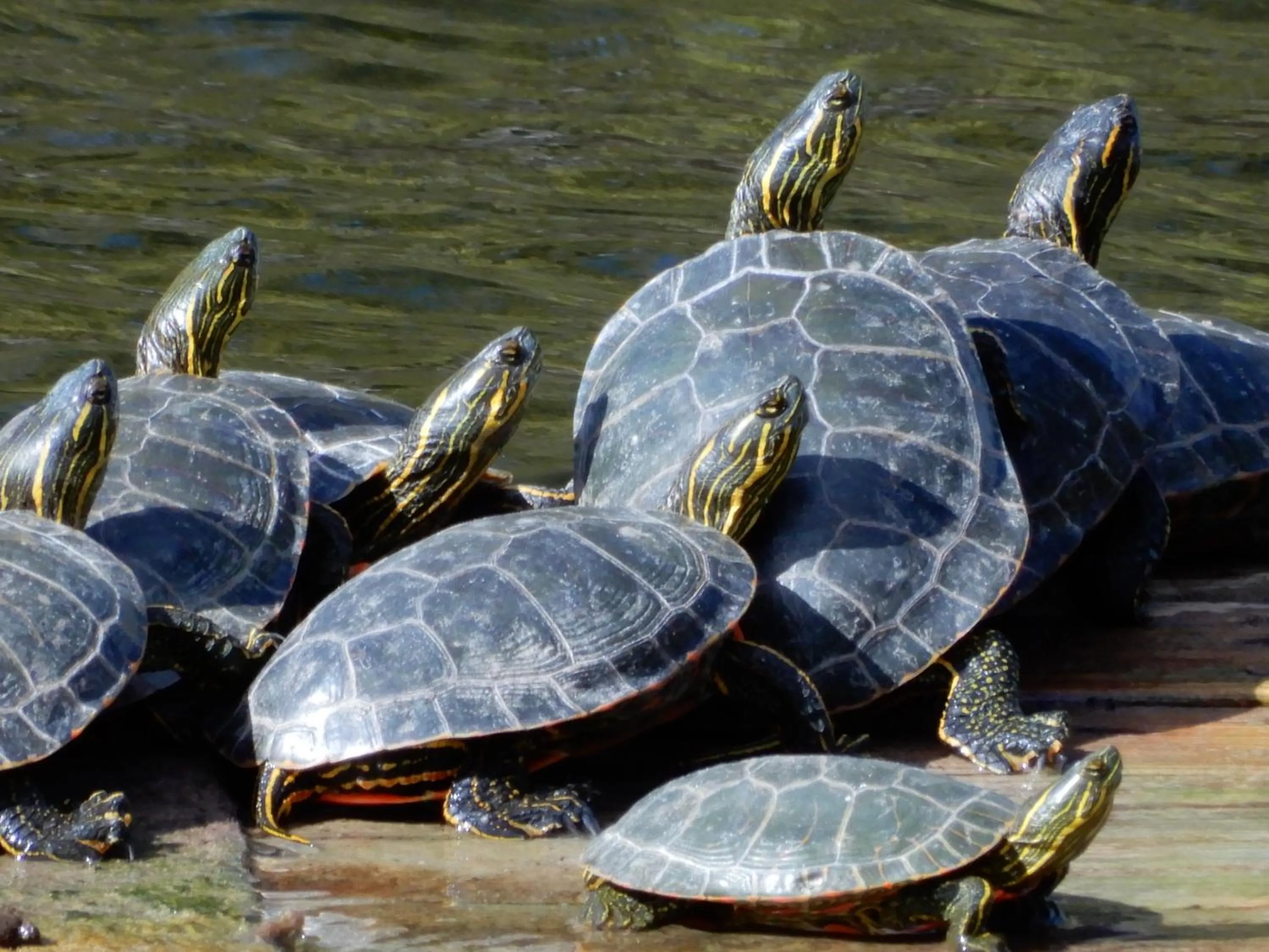 Natural landscape in St Andrews By The Lake Golf Resort