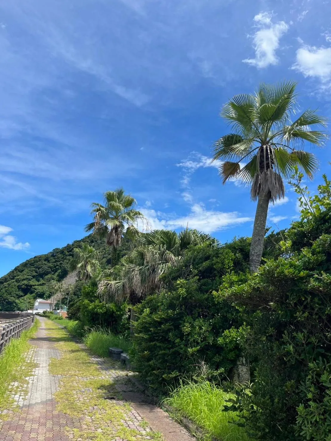 Natural landscape in SHIRAHAMA BEACH GARDEN