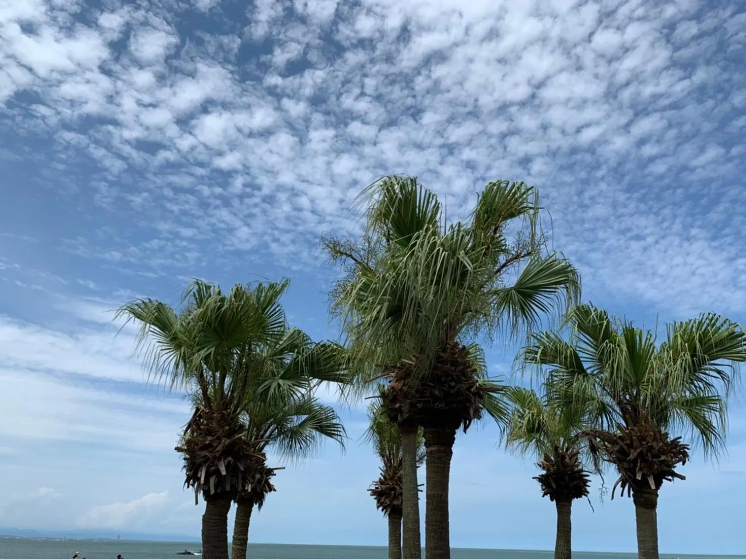 Natural landscape in SHIRAHAMA BEACH GARDEN