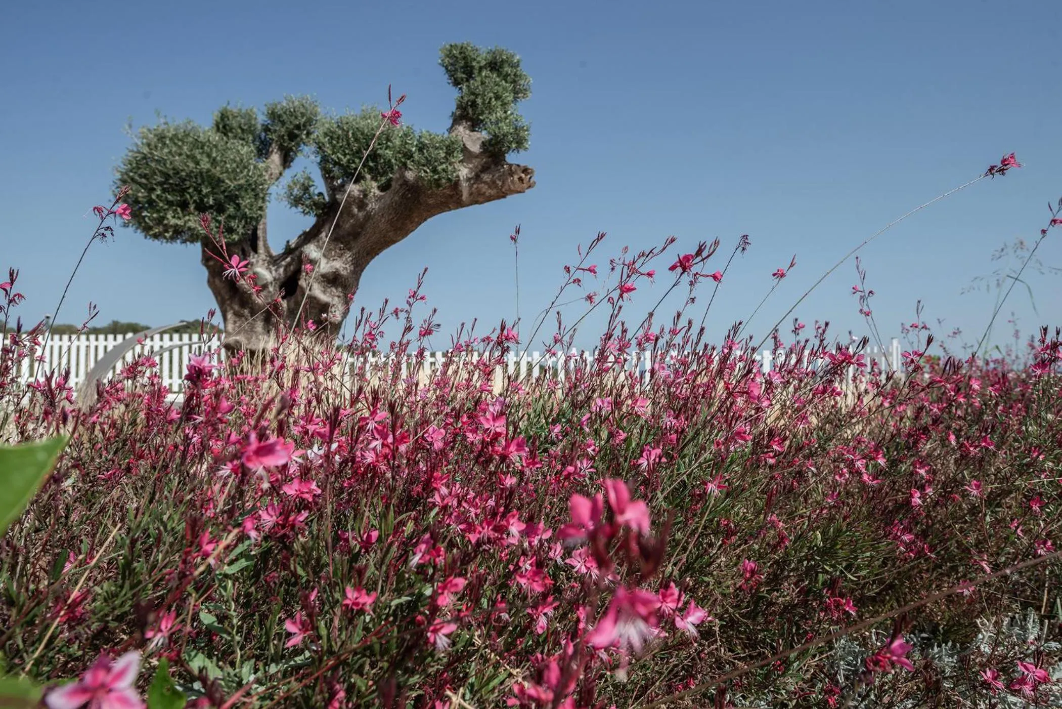 Aliv stone suites & spa