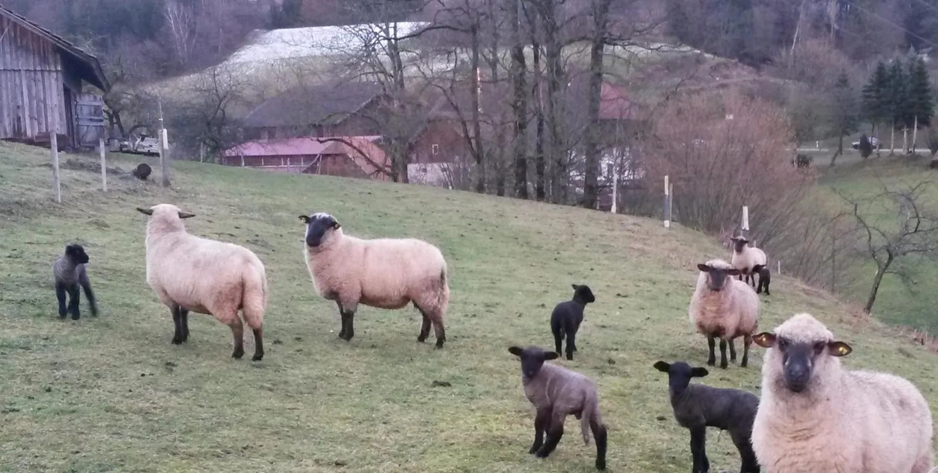 Animals in Landgasthof Adler Pelzmühle