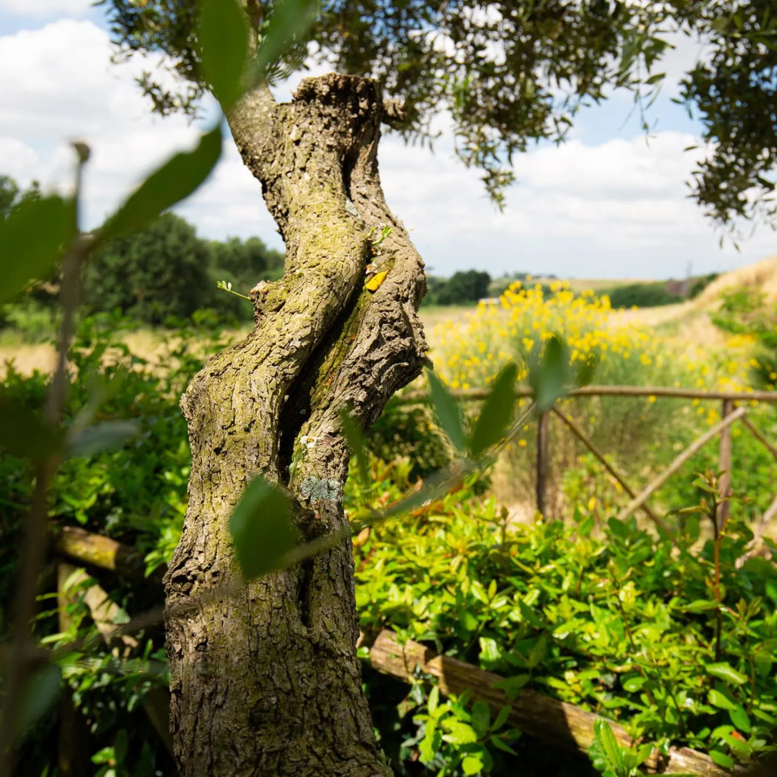 Natural landscape in Tenuta Capizucchi