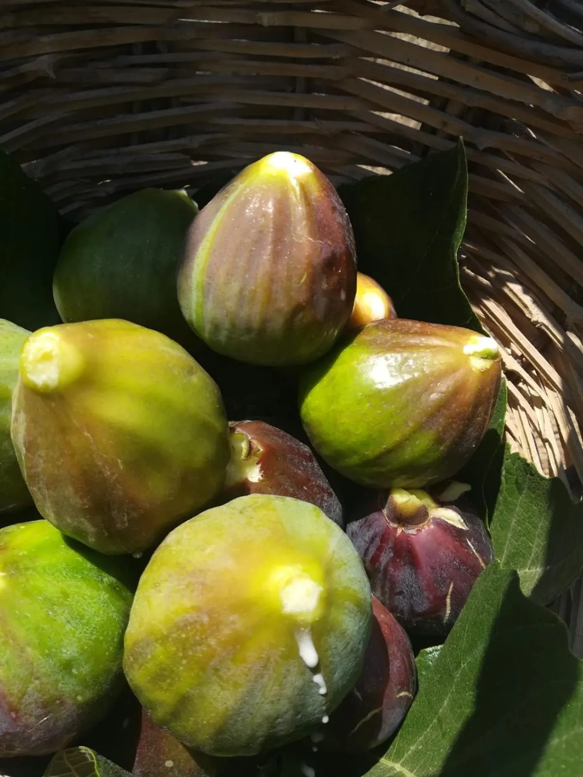 Food in Galeta Masseria