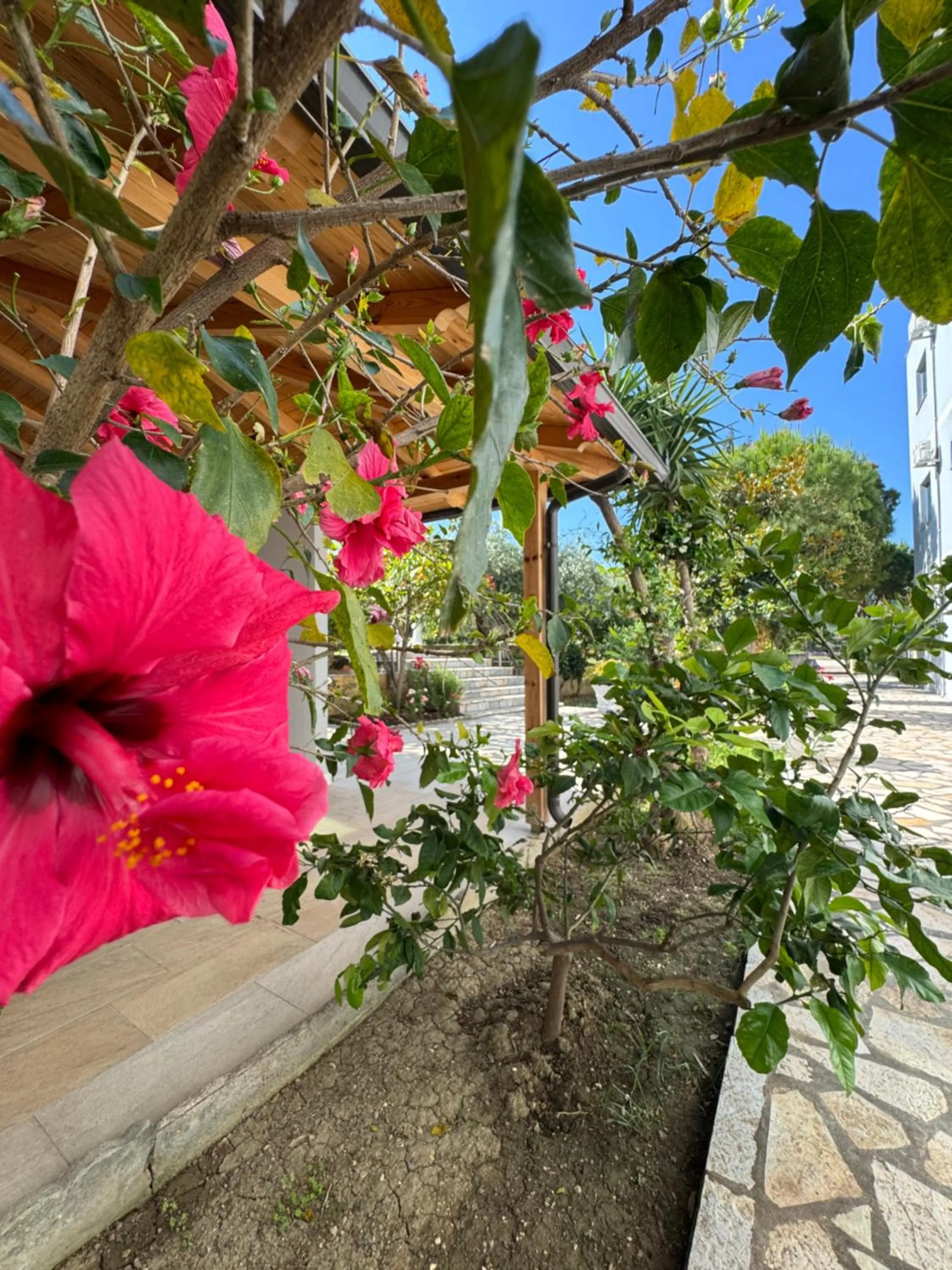 Garden in Hotel Cekodhima