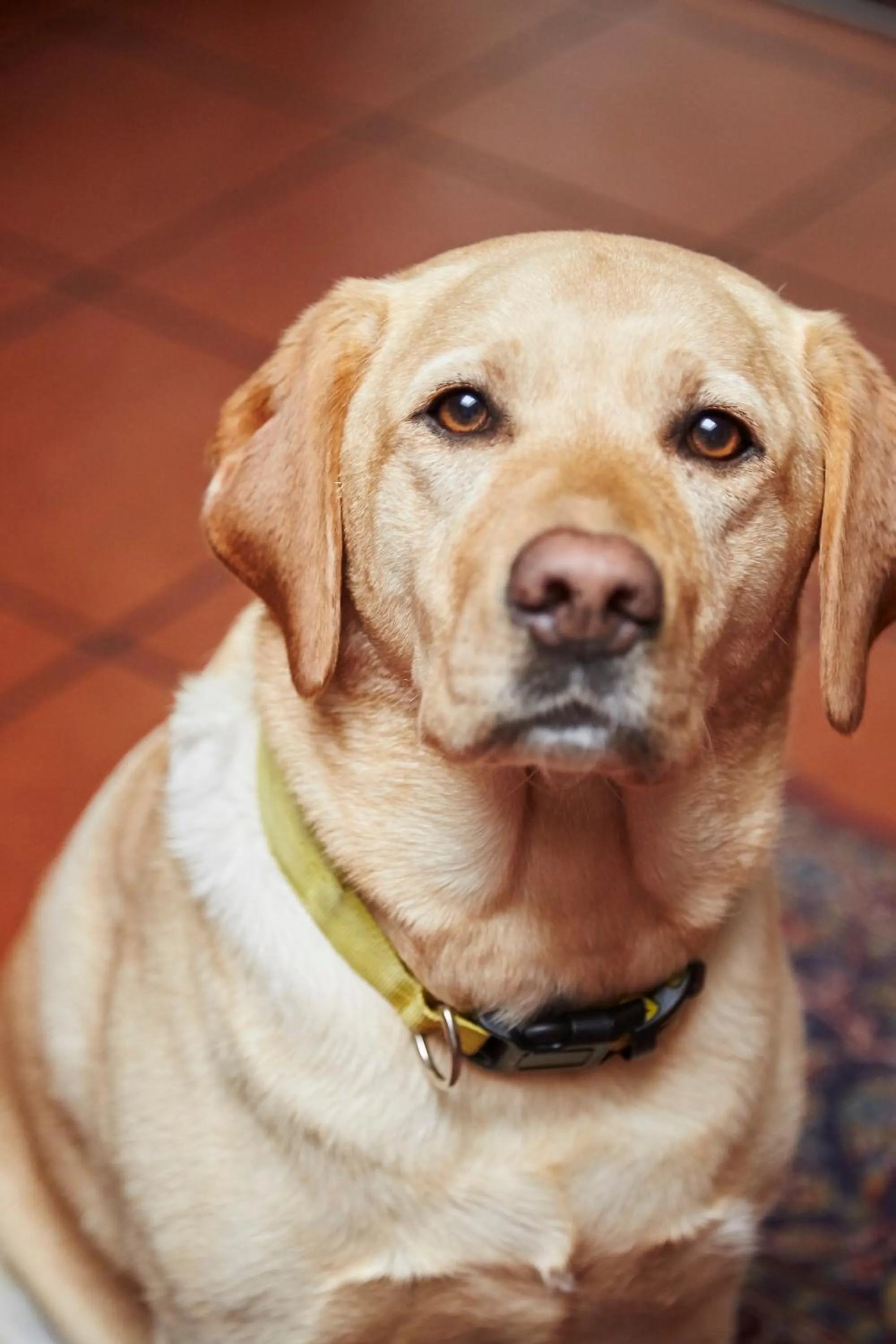 Pets in Flairhotel Hubertus