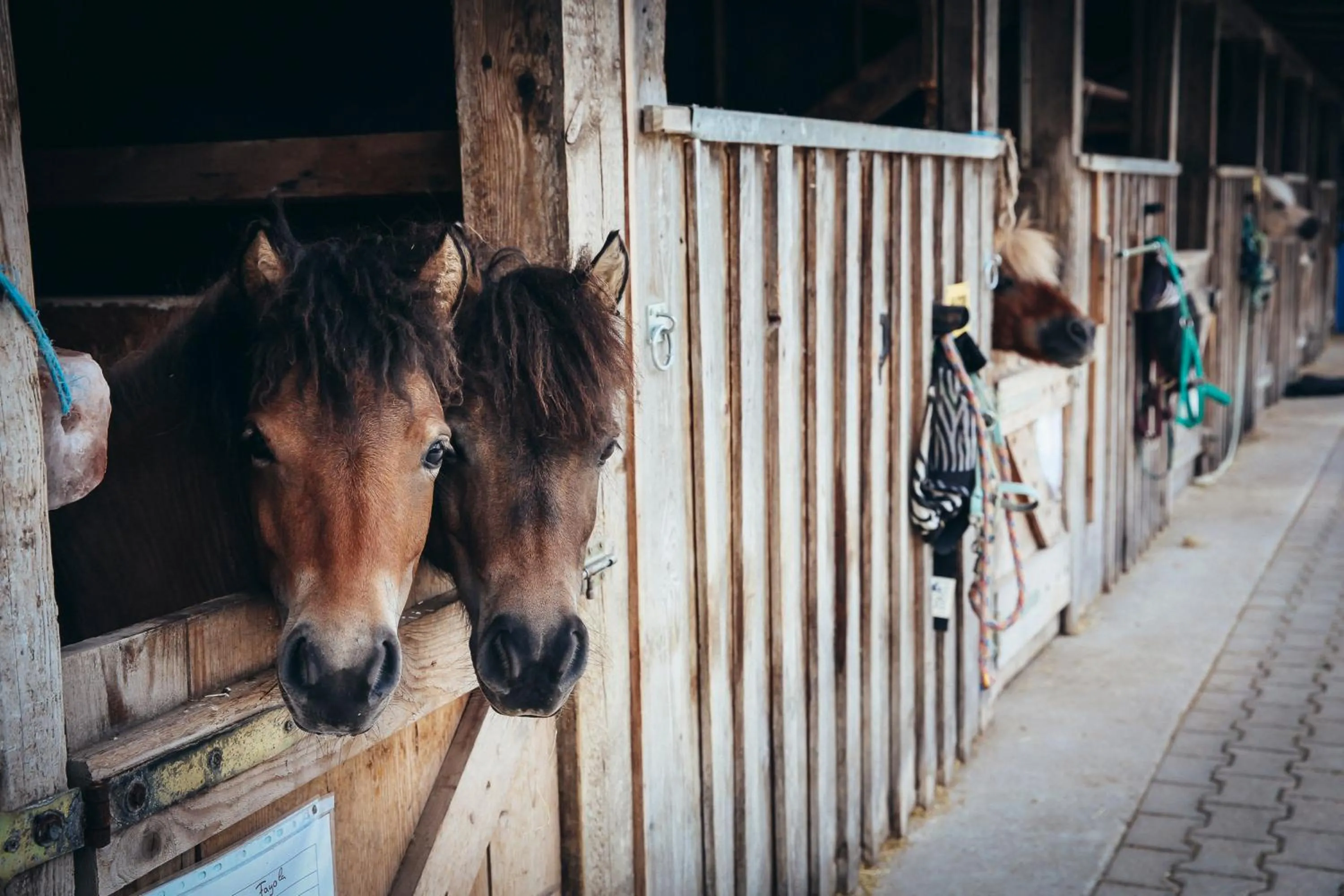 Horse-riding in Spa & Resort Bachmair Weissach, LUXURY FAMILY RESORT