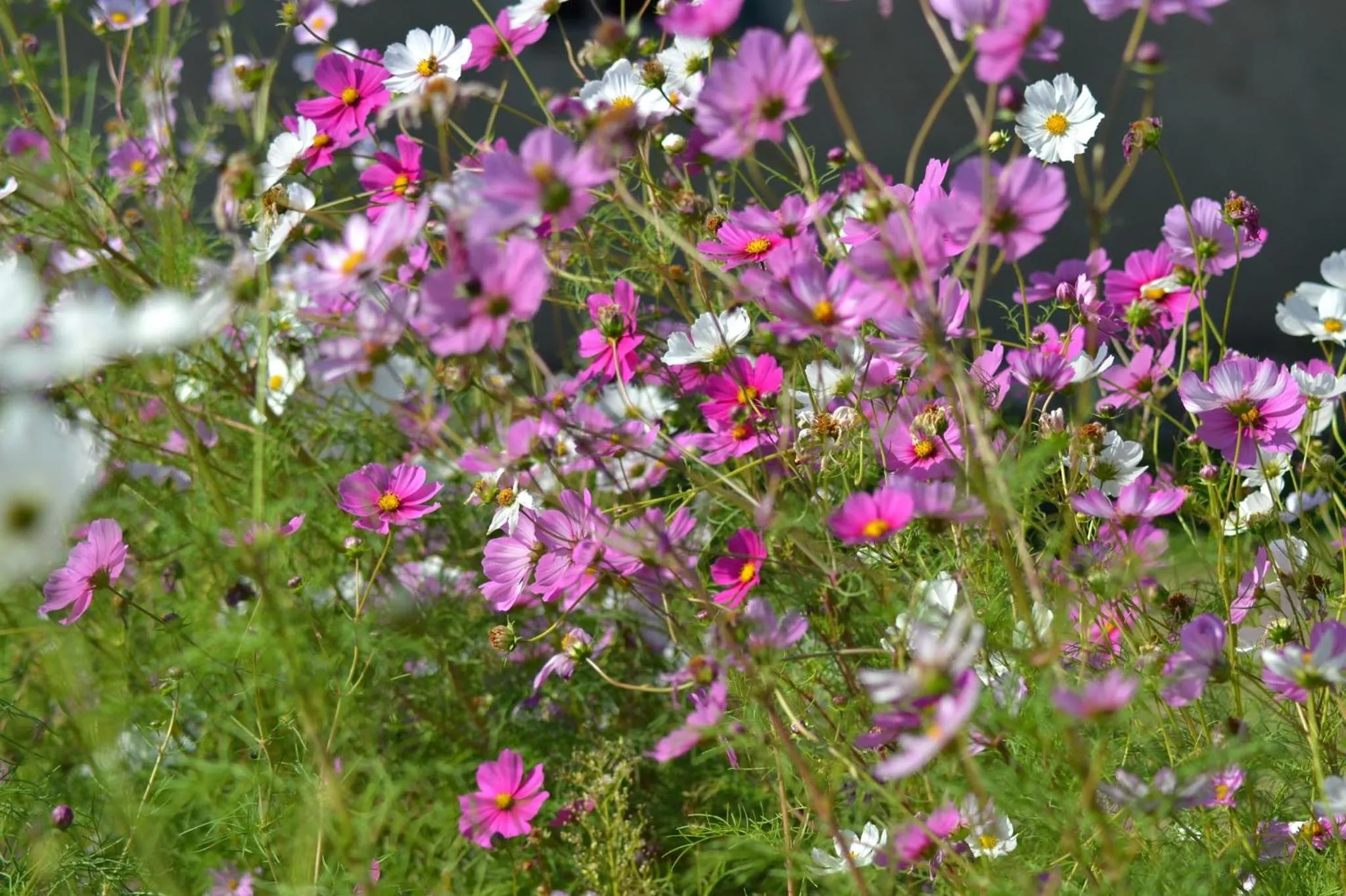 B&B La Giara di Assisi
