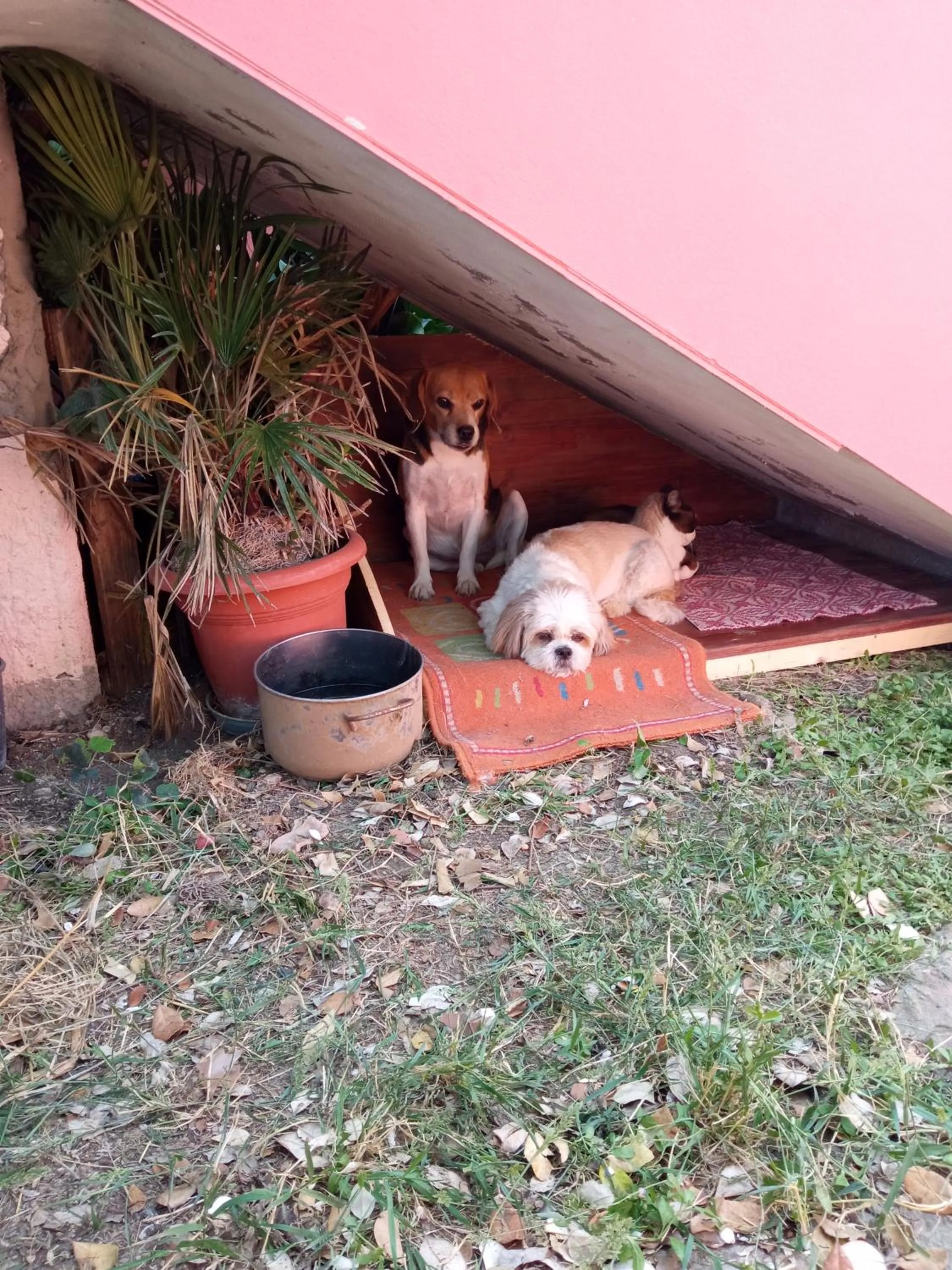 Corona Bed & Breakfast