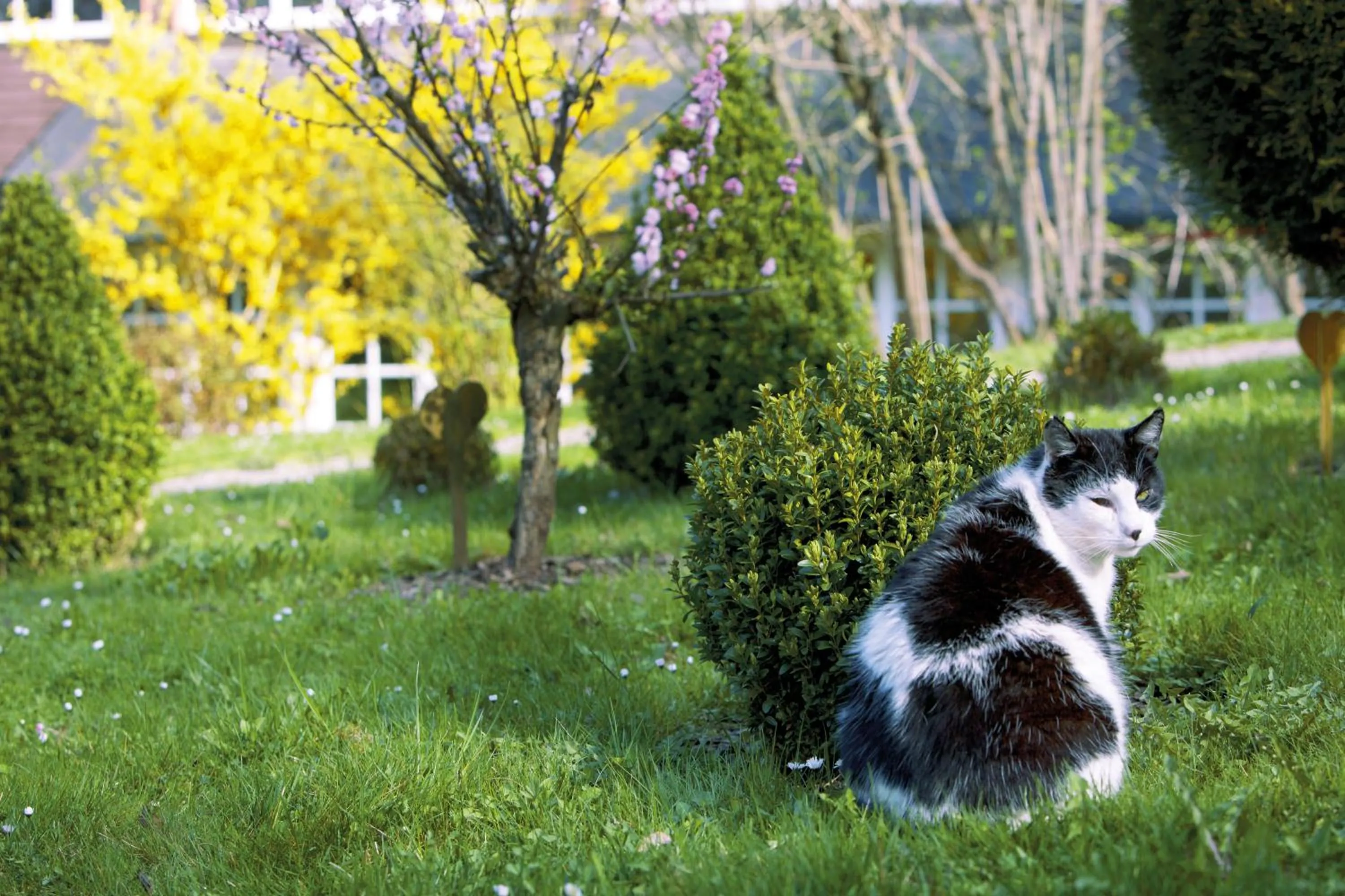 Garden view in Das Jagdhaus Waldidyll Erzgebirge