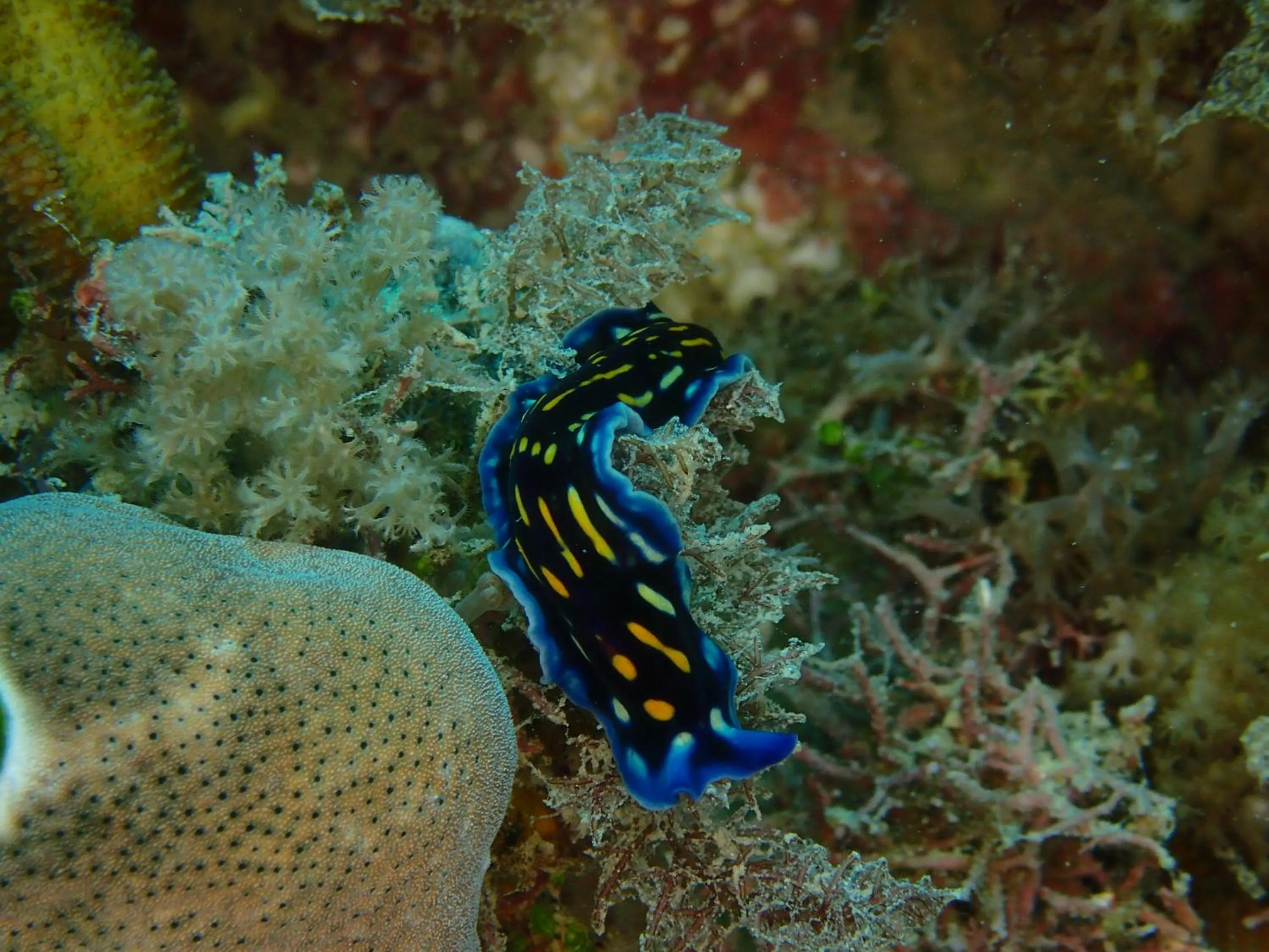 Diving in Unguja Lodge