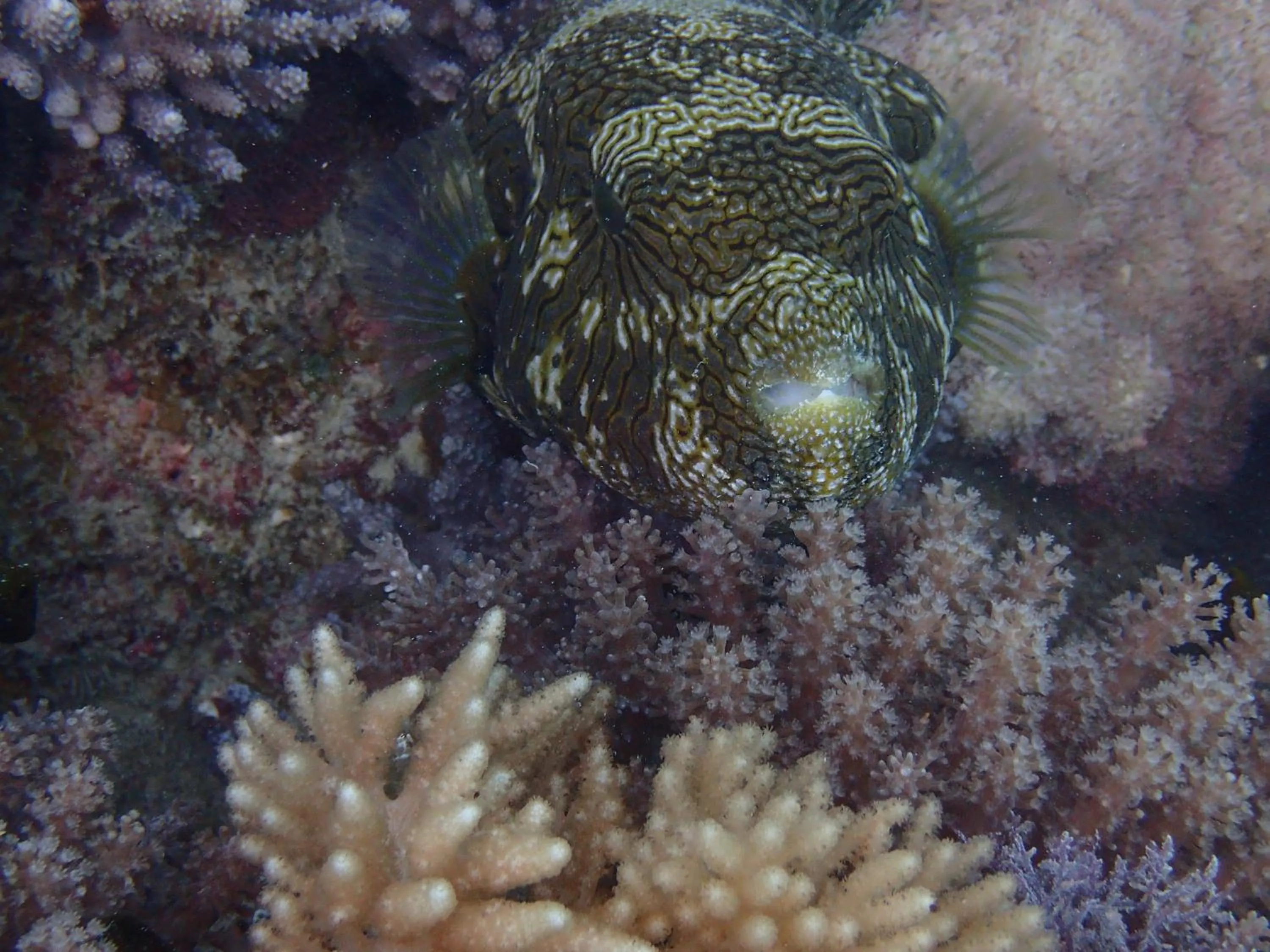 Diving in Unguja Lodge