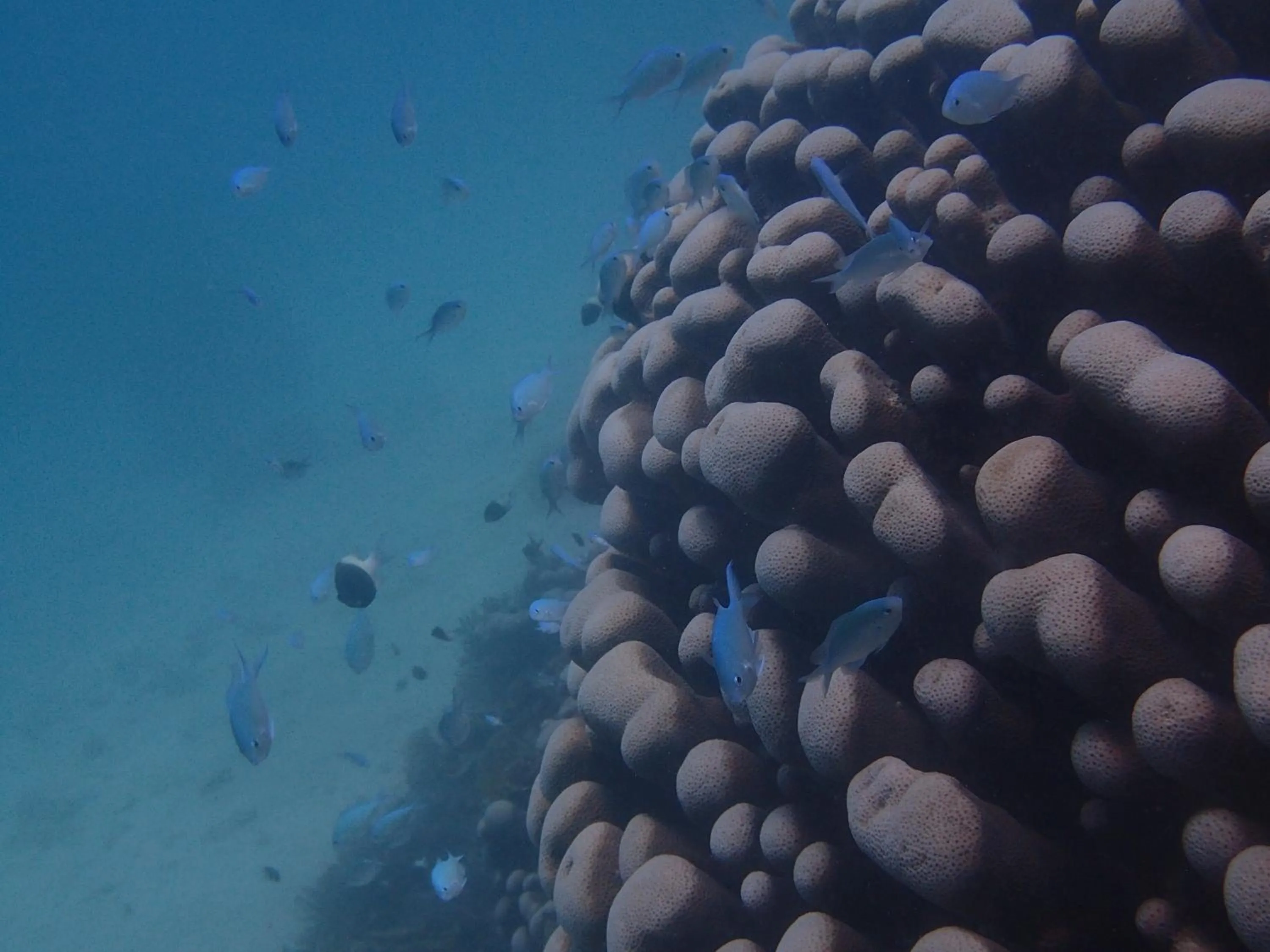 Diving in Unguja Lodge