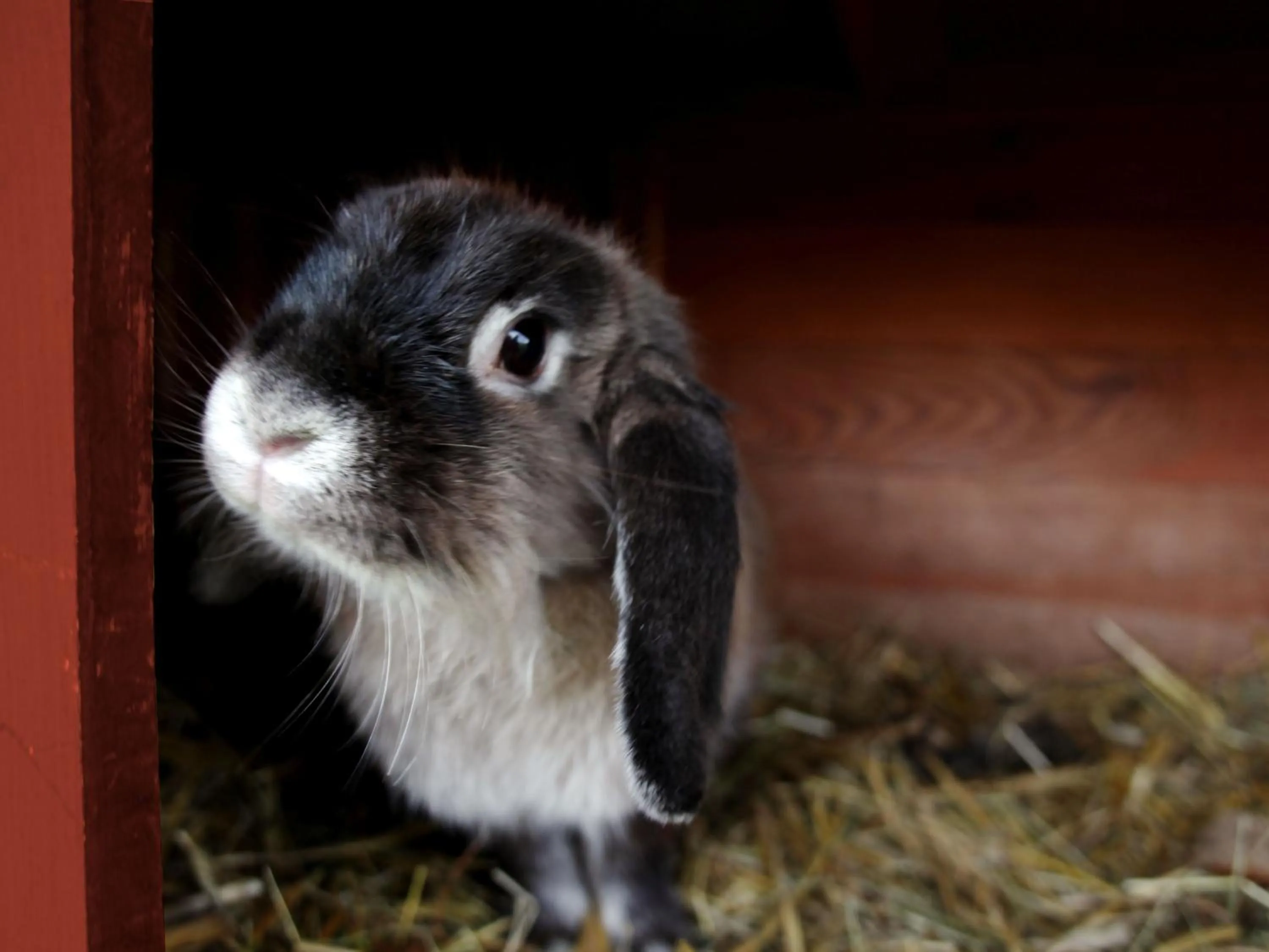 Garden in Landhaus Alte Schmiede