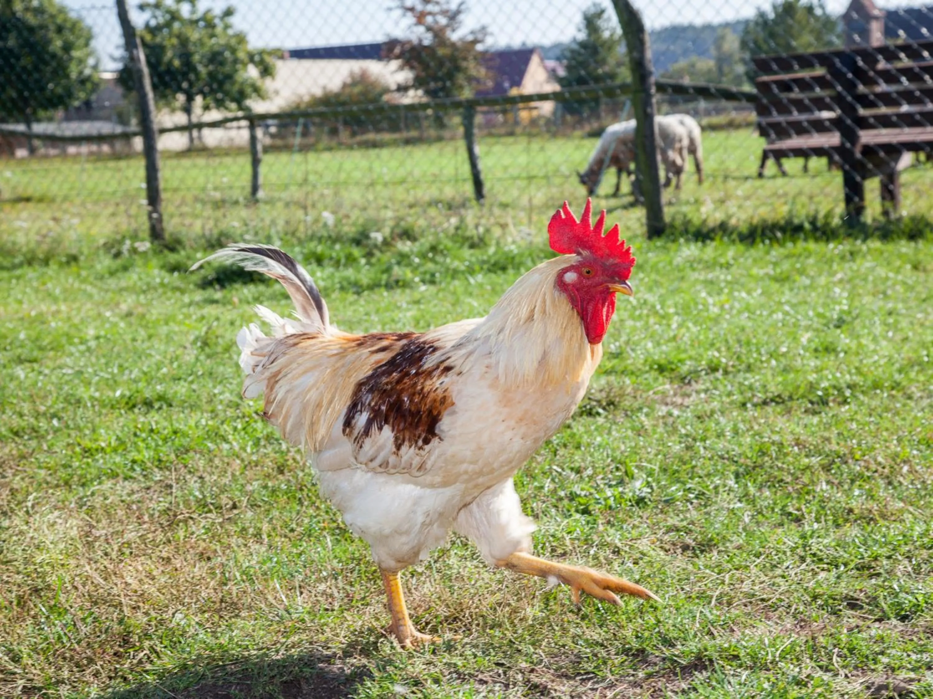 Garden in Landhaus Alte Schmiede